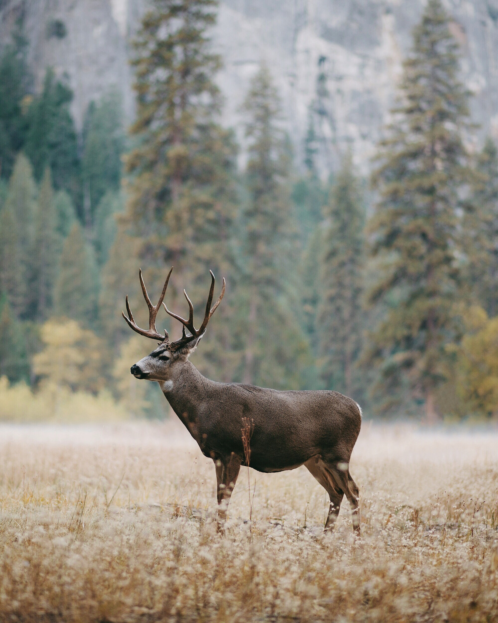 Nikon D4 + Nikon AF-S Nikkor 85mm F1.8G sample photo. Mule deer. el capitan meadow. yosemite. california. photography