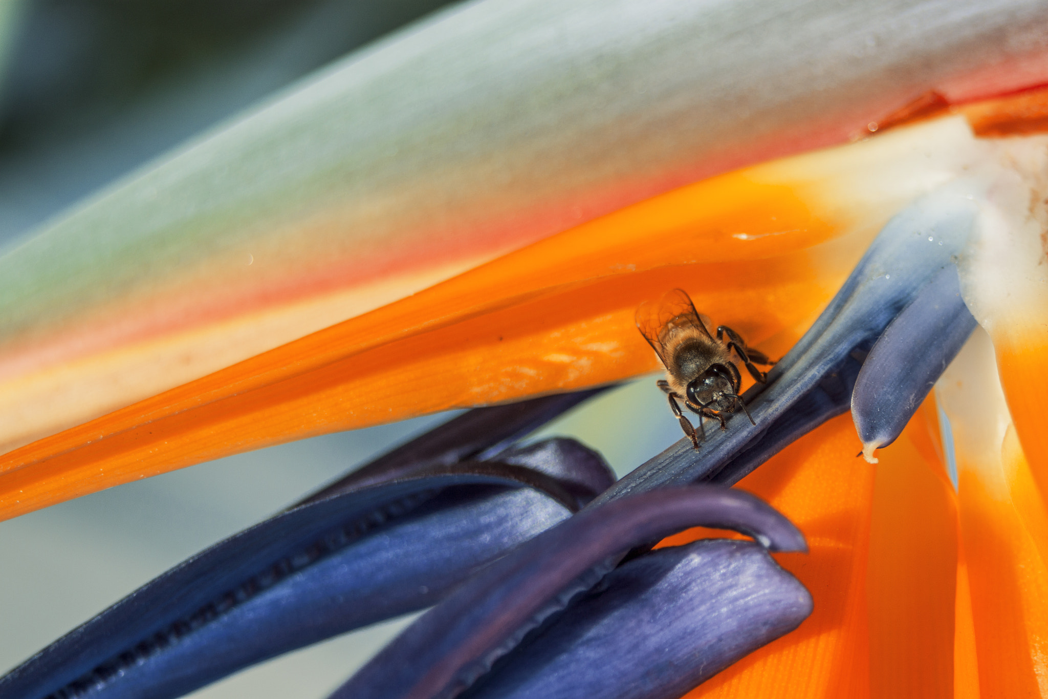 Canon EF 28-80mm f/3.5-5.6 sample photo. Feeding honey photography