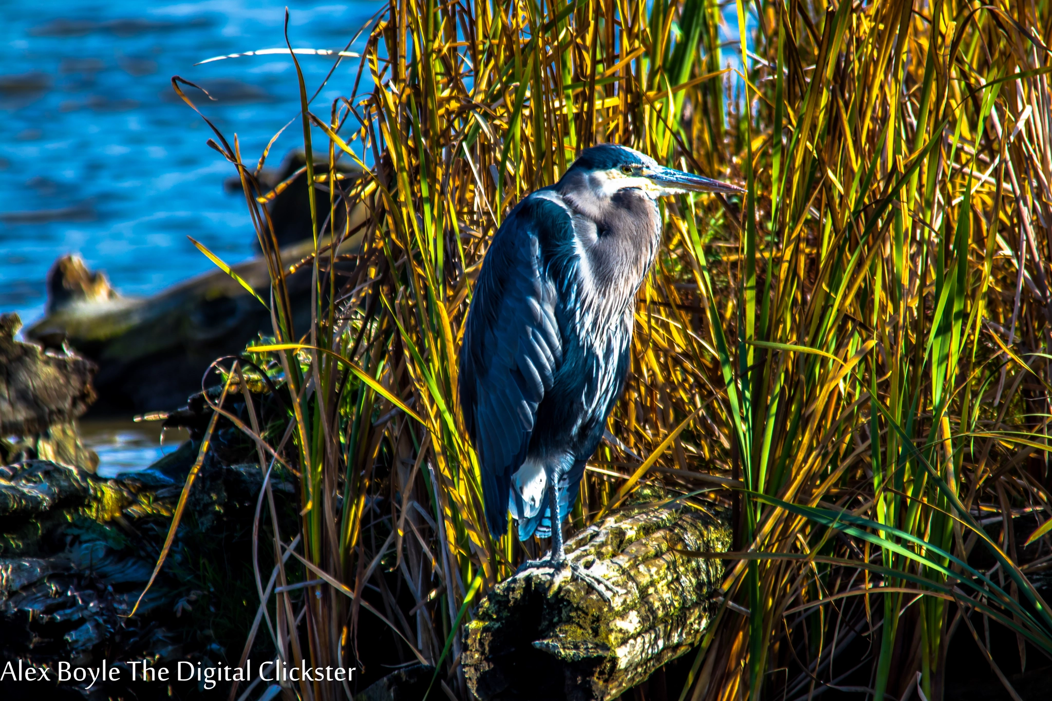 Sigma 150-500mm F5-6.3 DG OS HSM sample photo. Img photography