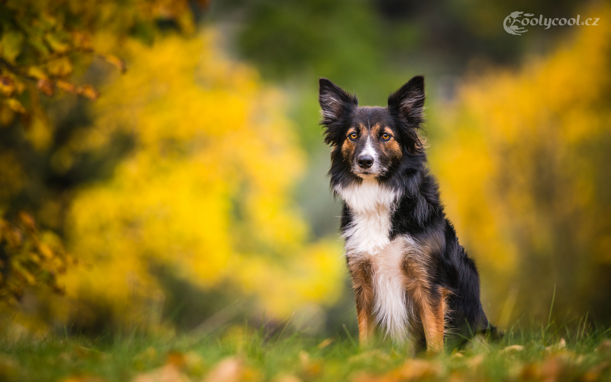 Nikon D800 + Nikon AF-S Nikkor 300mm F4D ED-IF sample photo. Autumn profile photography