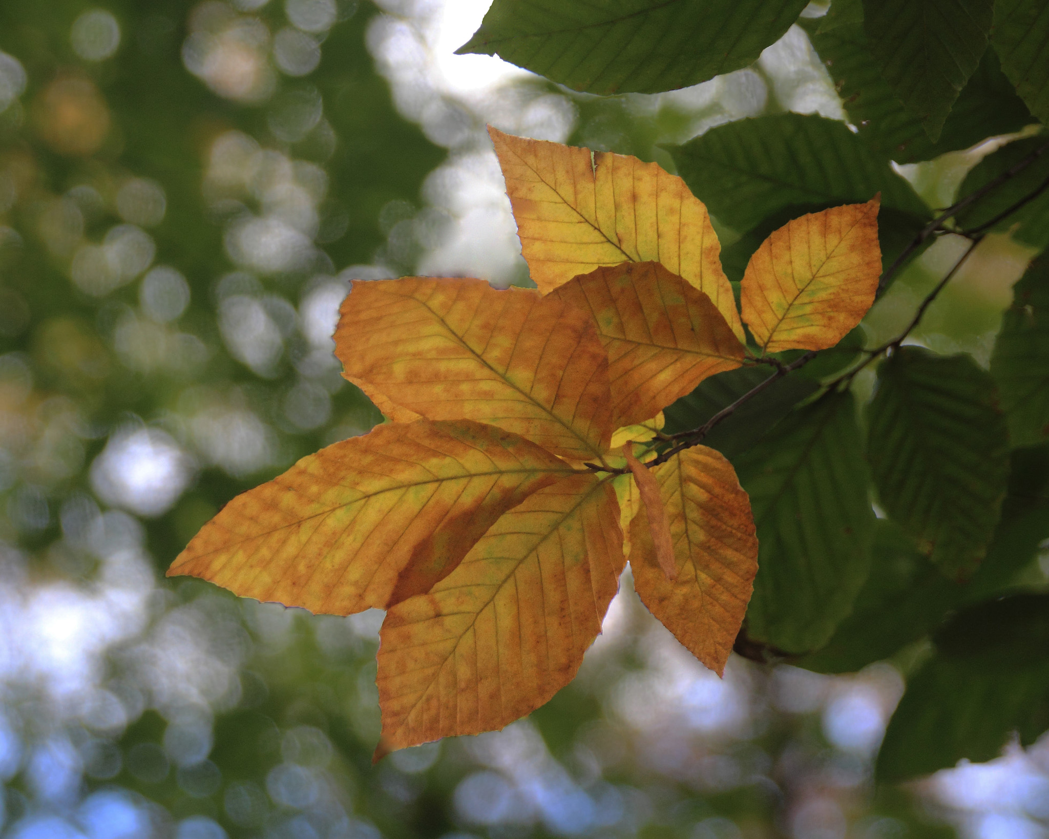 Sigma 18-250mm F3.5-6.3 DC OS HSM sample photo. Golden photography