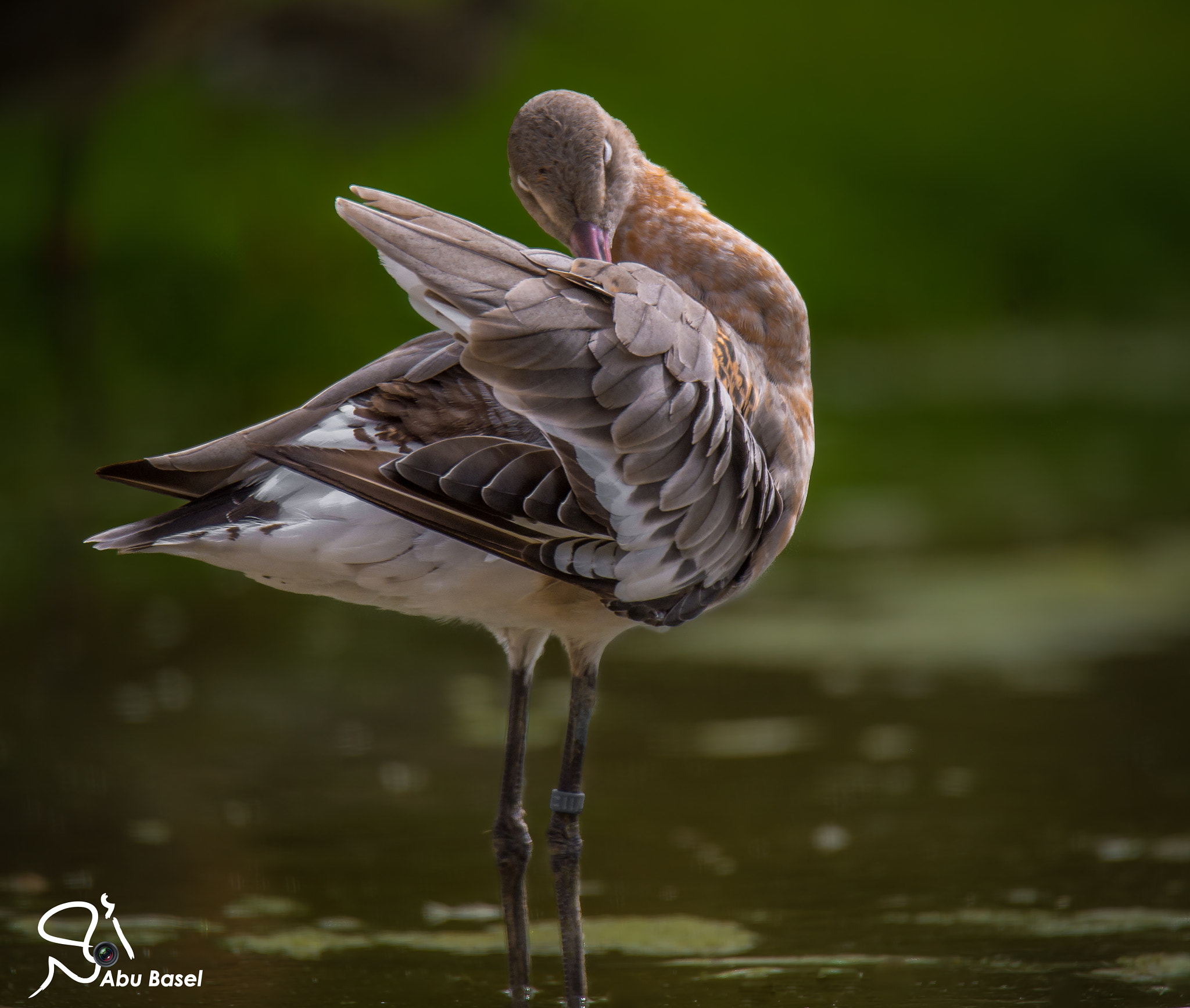 Sigma 150-600mm F5-6.3 DG OS HSM | S sample photo