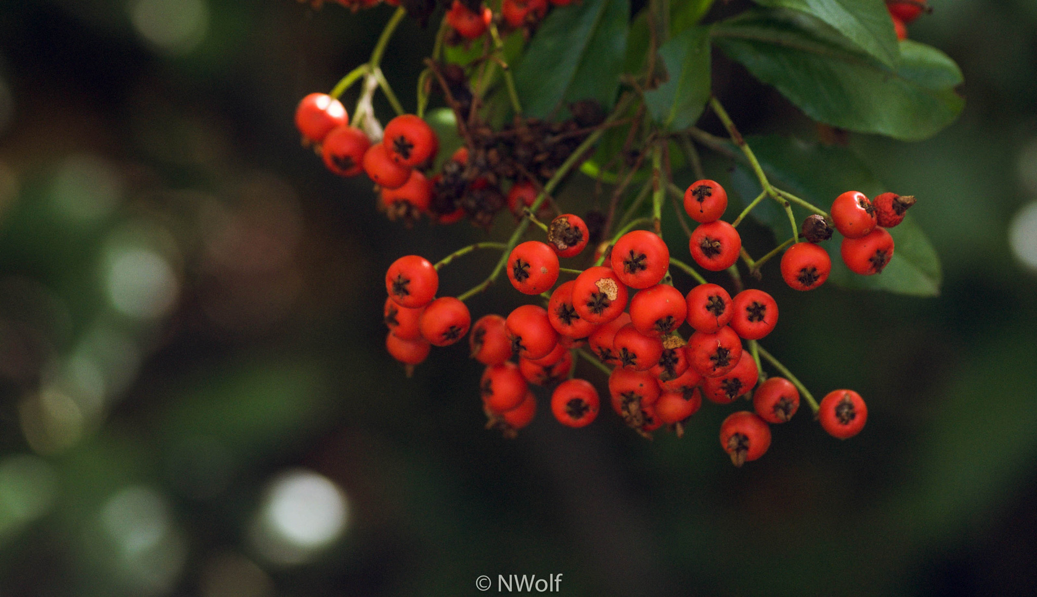 Sony Alpha DSLR-A330 sample photo. Berry nice photography
