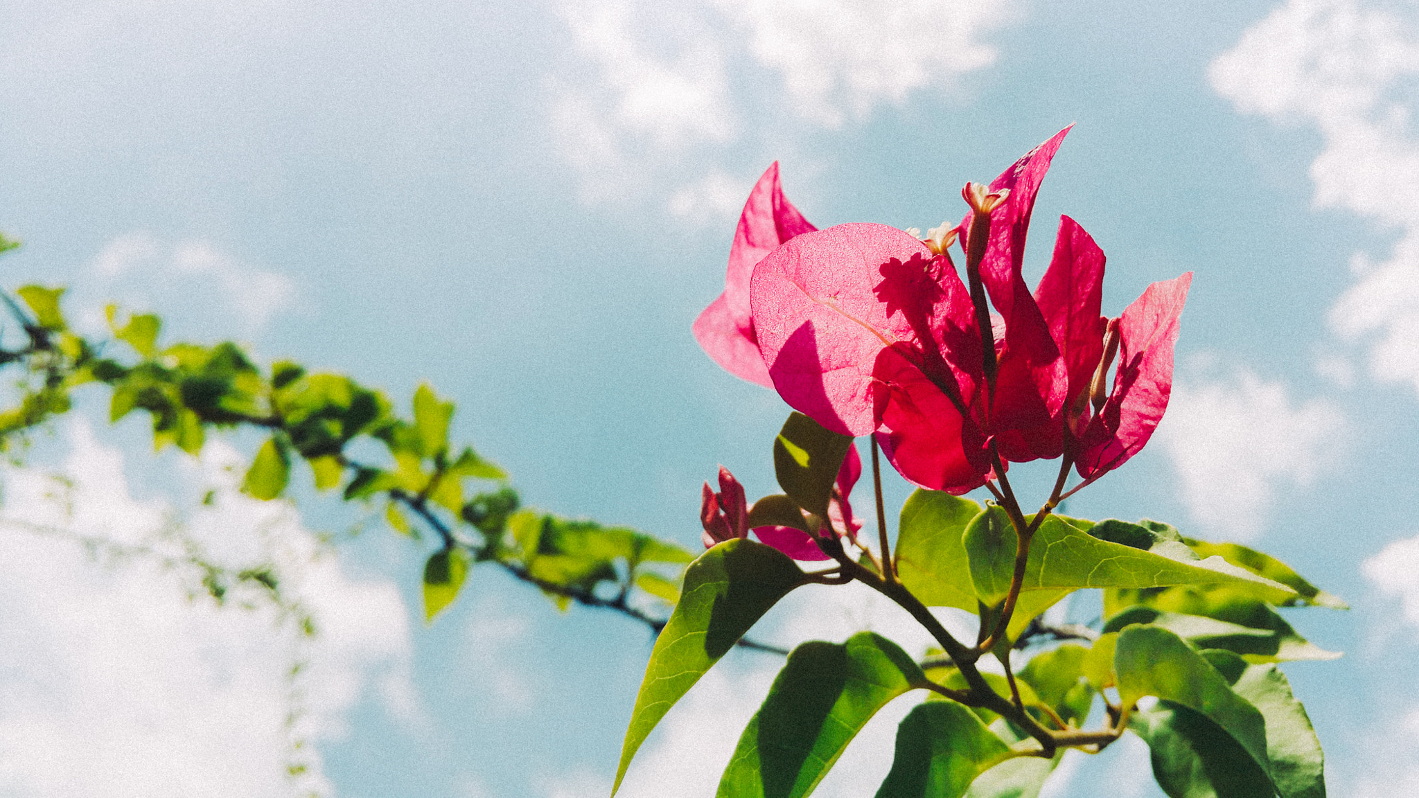 Meizu MX4 Pro sample photo. Flowers in my school 勒杜鹃 photography
