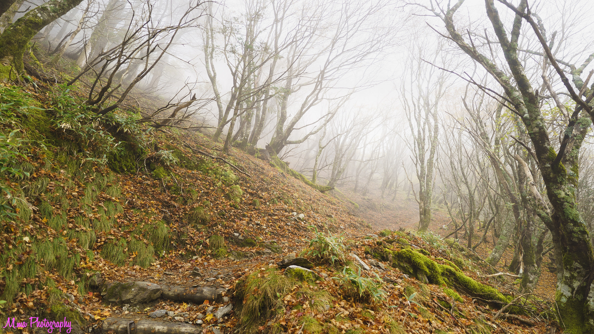 E 18mm F2.8 sample photo. Road of fallen leaves photography