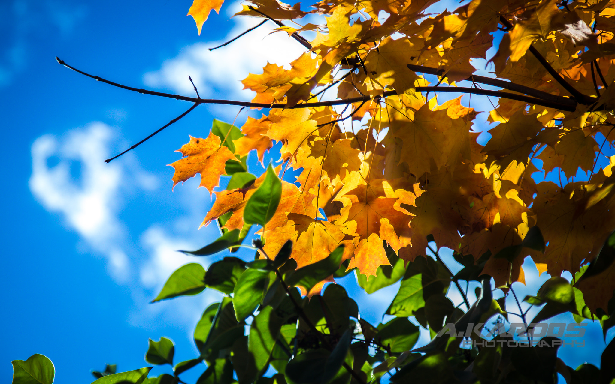 Canon EOS 700D (EOS Rebel T5i / EOS Kiss X7i) + Canon EF 24-105mm F4L IS USM sample photo. Autumn - ray of light (2016) photography