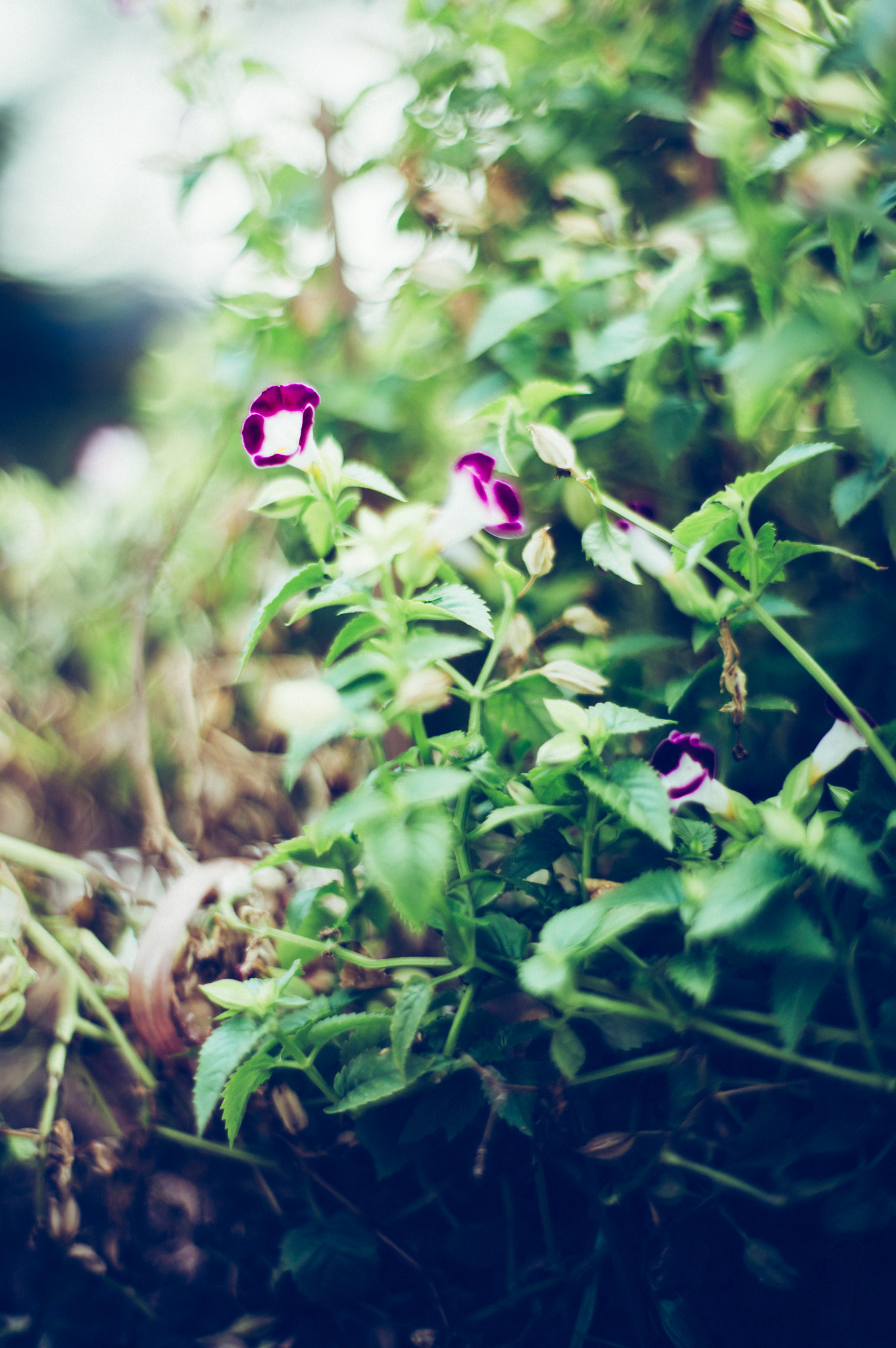 ZEISS Planar T* 50mm F1.4 sample photo. Flower photography