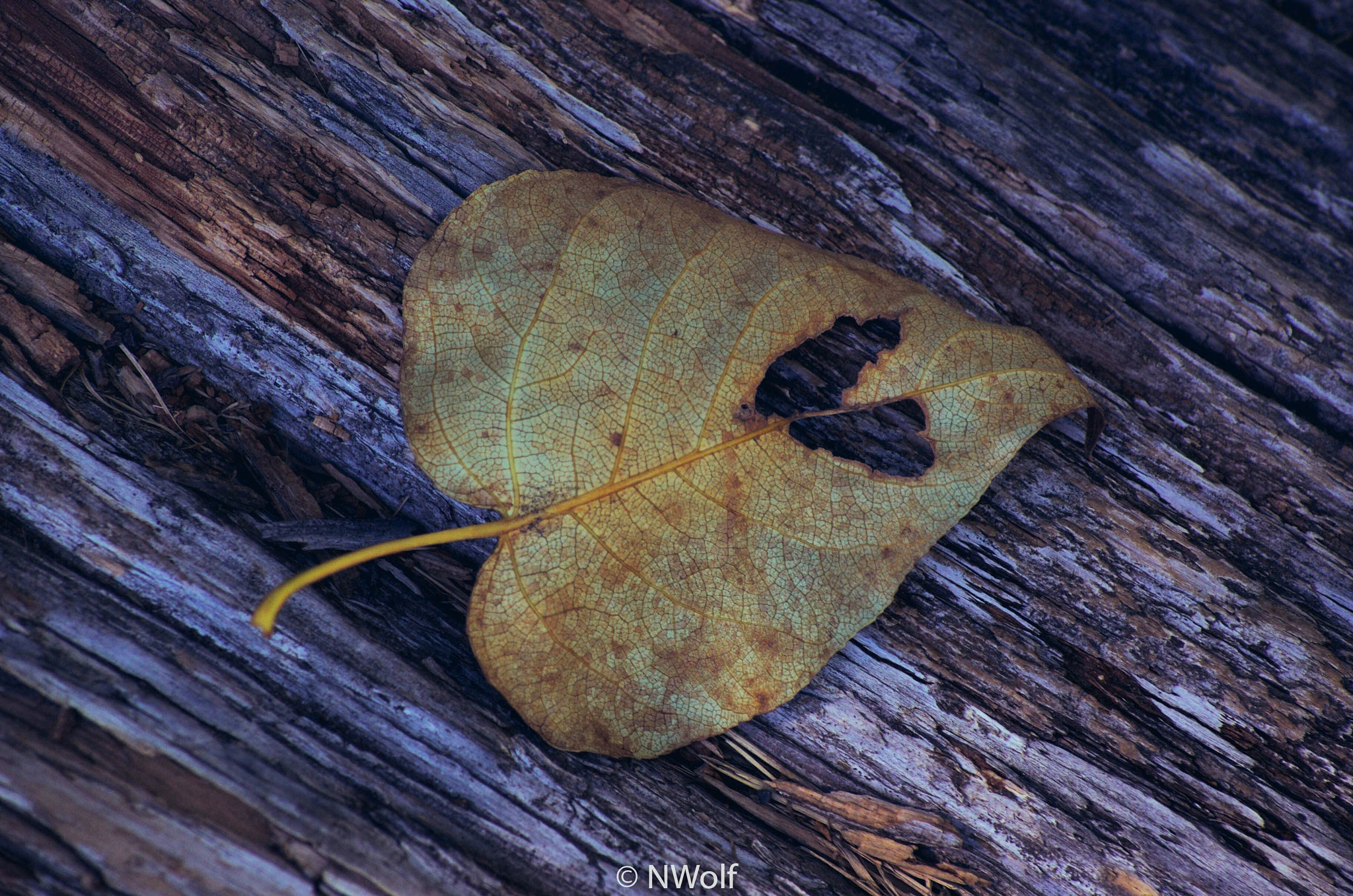 Sony Alpha DSLR-A330 sample photo. When it was the first day of autumn photography
