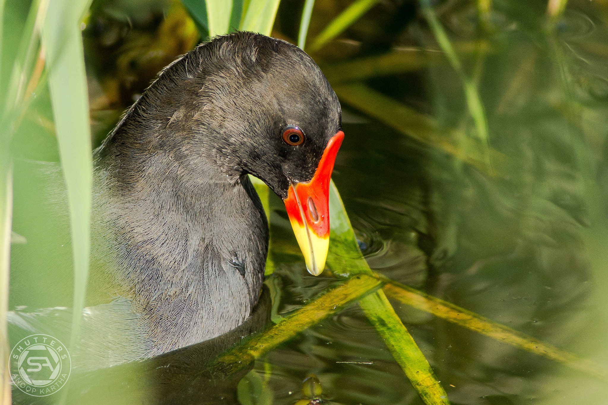 Canon EF 400mm F5.6L USM sample photo. Common moorhen closeup photography