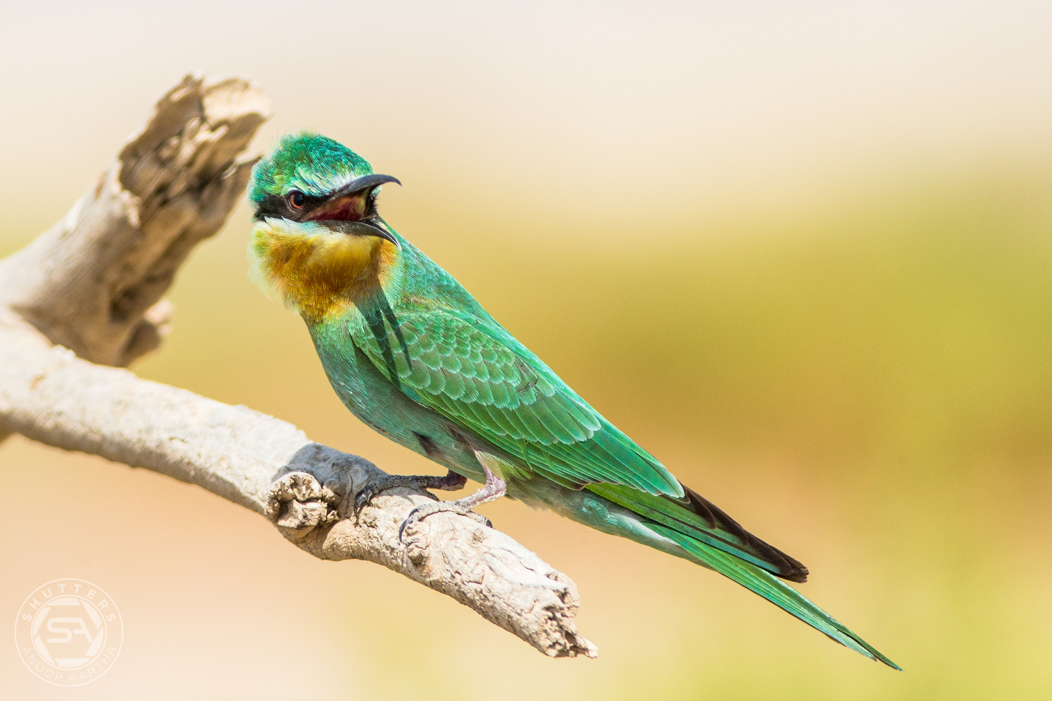 Canon EF 400mm F5.6L USM sample photo. Blue cheeked bee eater photography