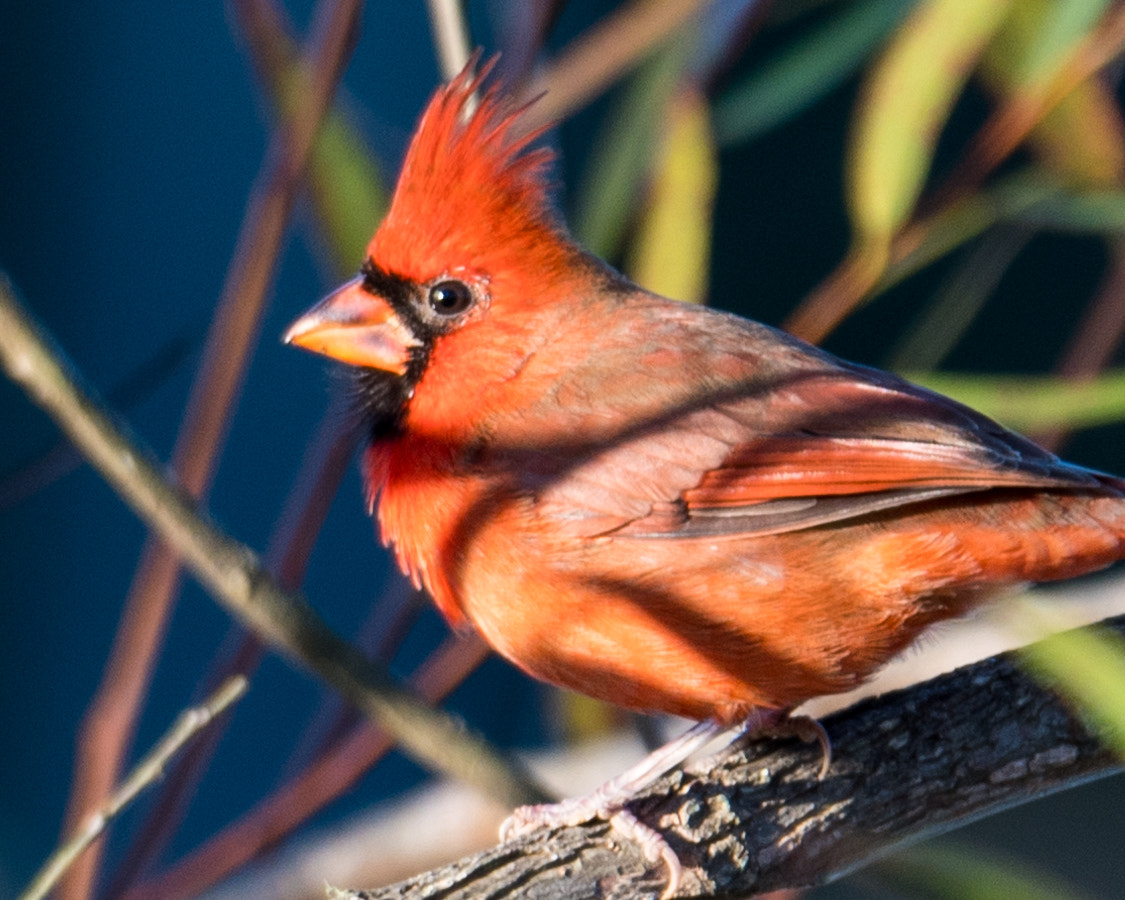 Nikon D500 + Sigma 50mm F2.8 EX DG Macro sample photo. Northern cardinal photography