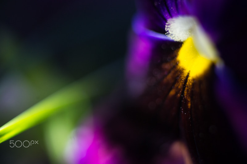 MACRO 50mm F2.8 sample photo. Coeur d'or photography