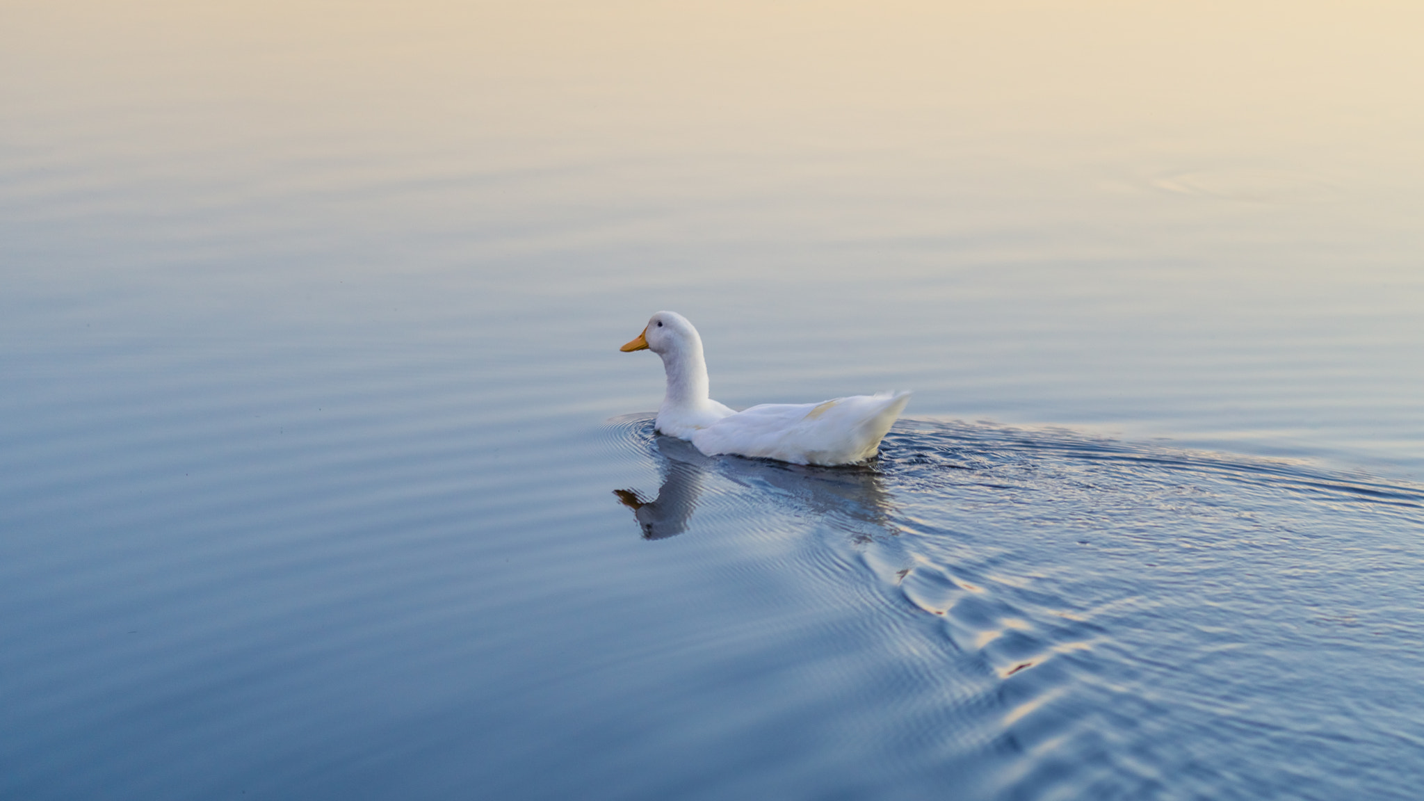 Sony a6000 + ZEISS Batis 85mm F1.8 sample photo. A peaceful swim photography