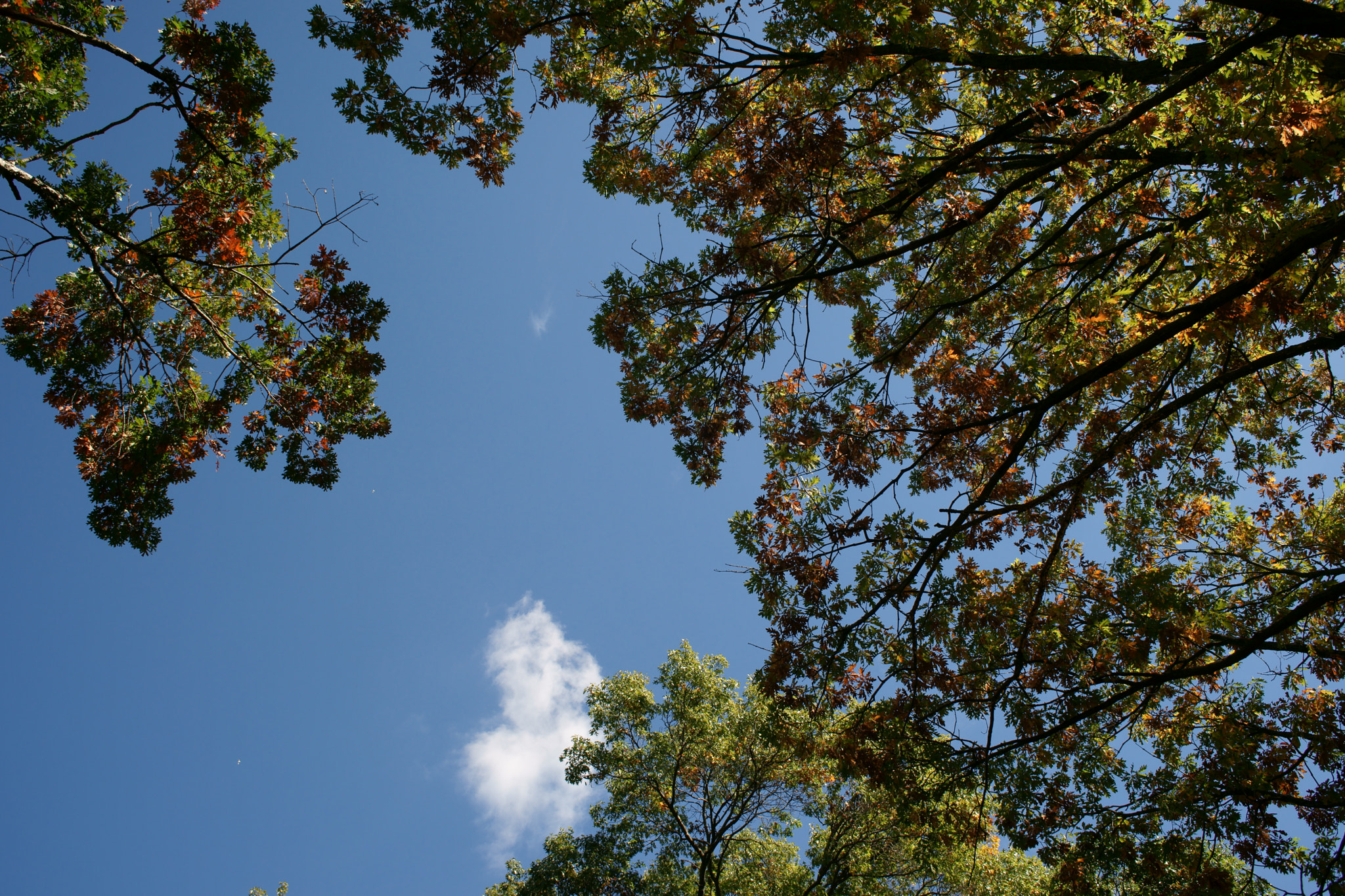 Sony Alpha DSLR-A850 + Minolta AF 28mm F2 sample photo. Trees in fall  2 photography