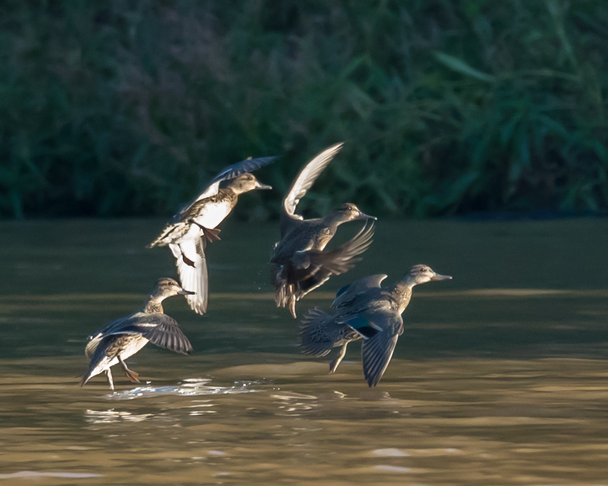 Nikon D500 + Sigma 50mm F2.8 EX DG Macro sample photo. Mallards photography