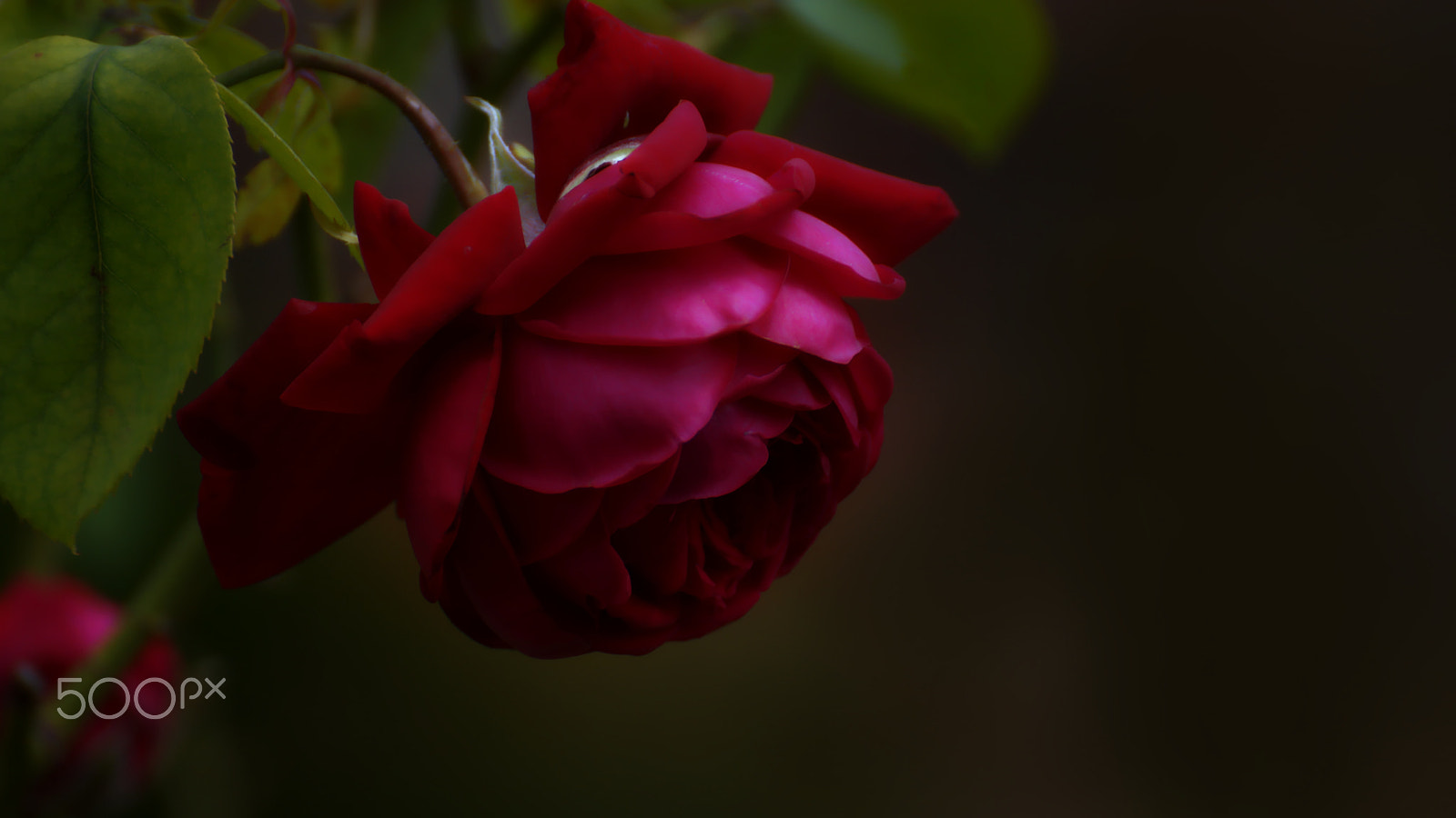 Tamron SP 70-300mm F4-5.6 Di USD sample photo. Rose photography