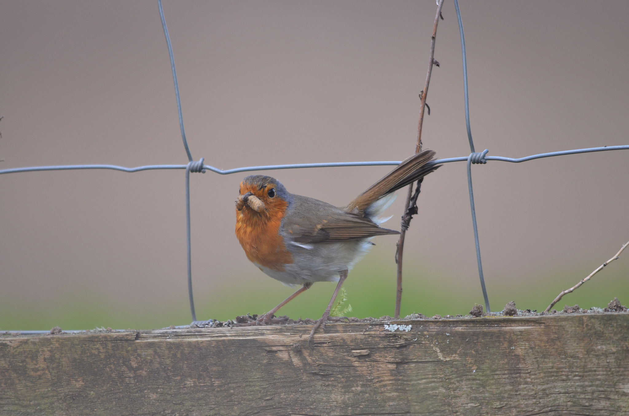 Sigma 150-500mm F5-6.3 DG OS HSM sample photo. Providing photography