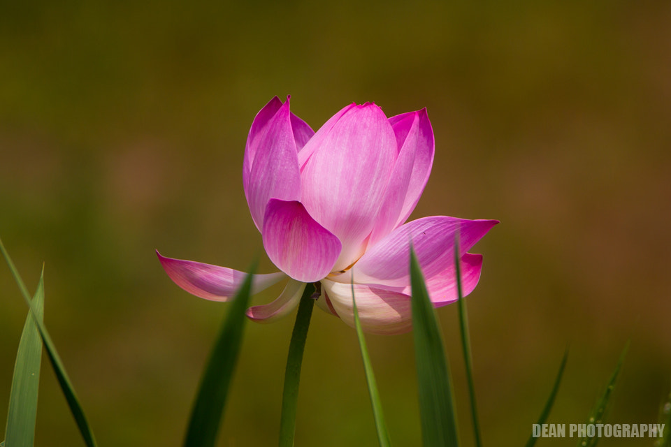 Canon EOS-1D Mark IV sample photo. Lotus photography