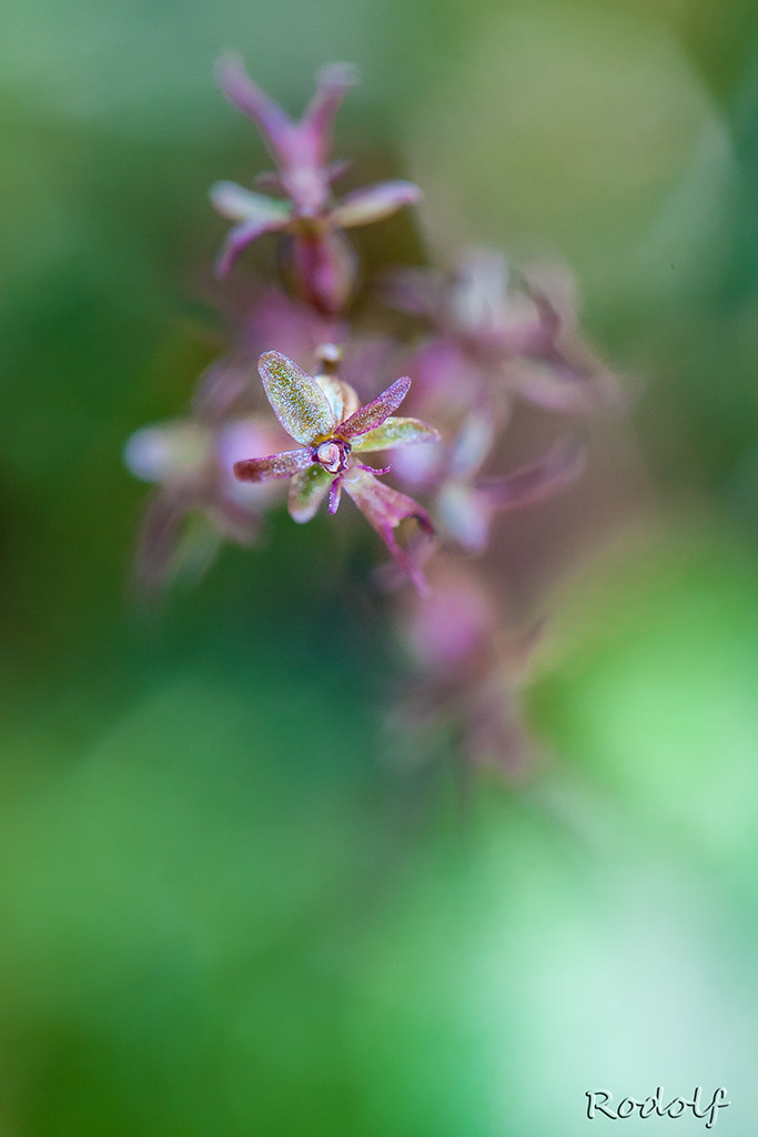 Nikon D300 sample photo. Neottia cordata photography