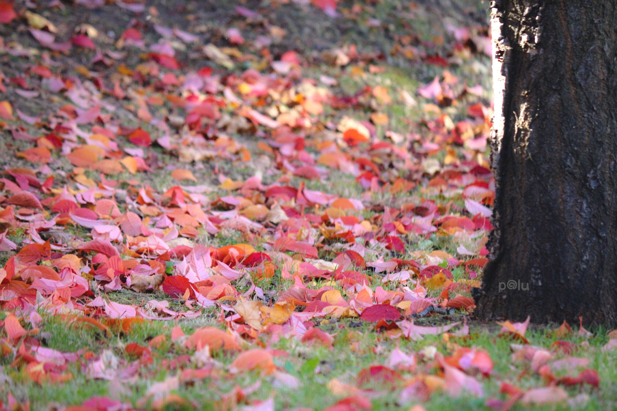 Canon EOS 700D (EOS Rebel T5i / EOS Kiss X7i) sample photo