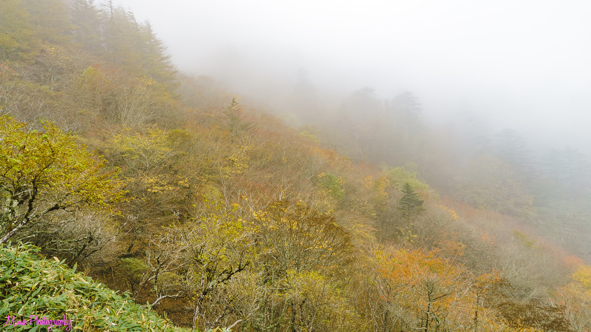 E 18mm F2.8 sample photo. Autumn leaves field photography