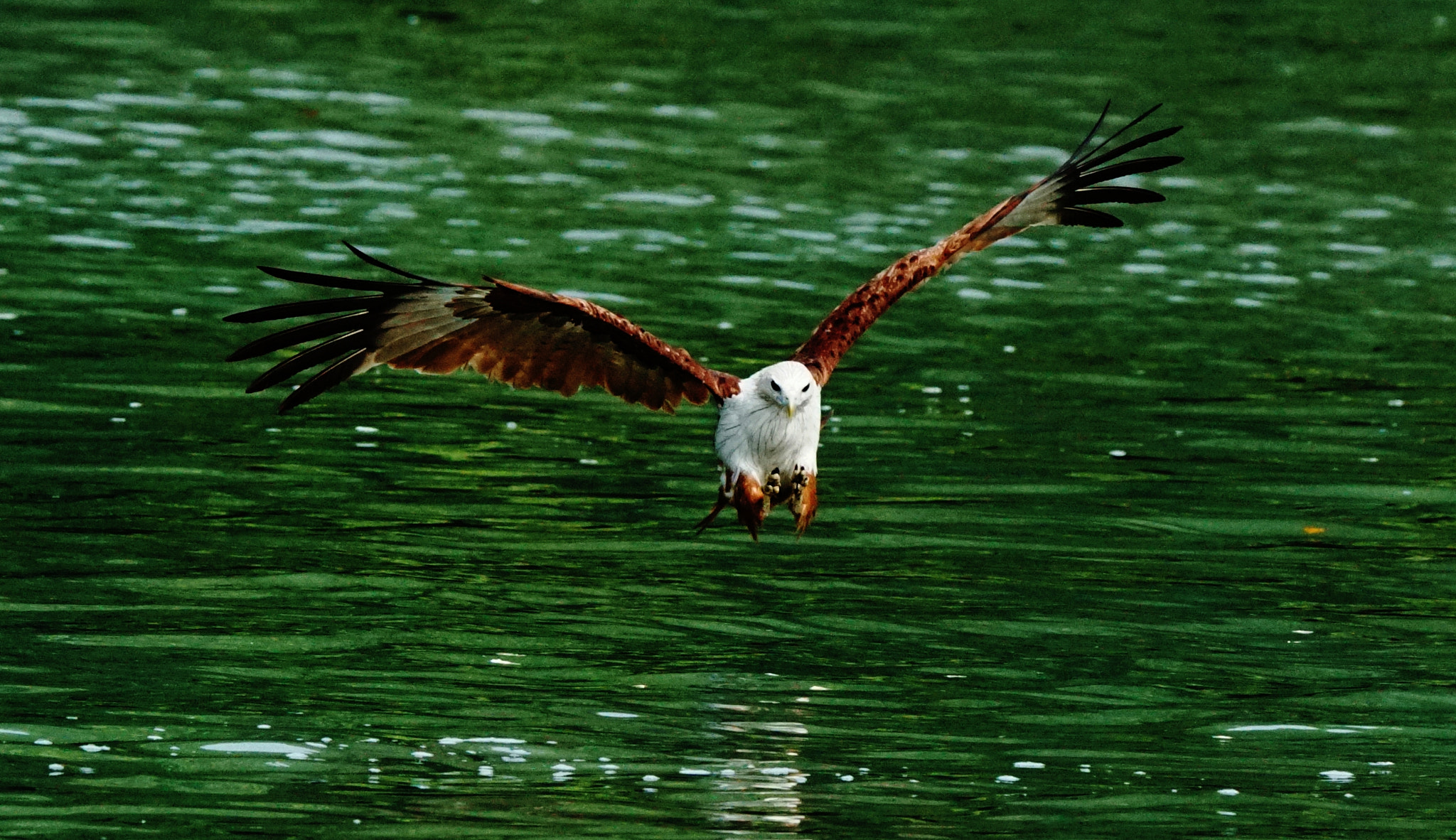 Sony 70-400mm F4-5.6 G SSM II sample photo. Searching for food photography