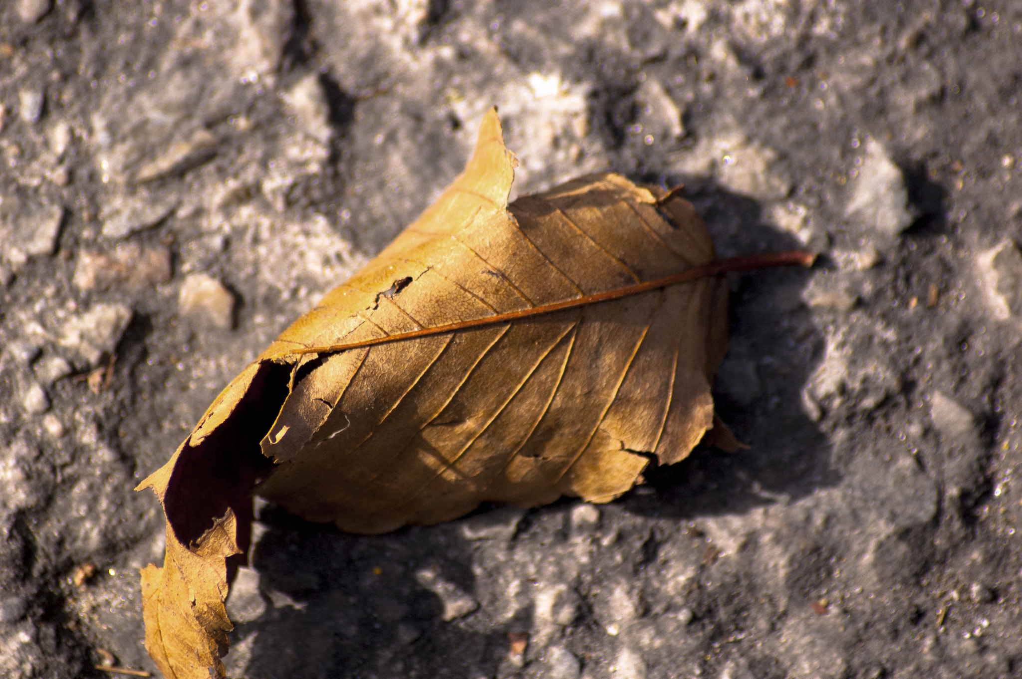 Nikon D50 sample photo. () photography