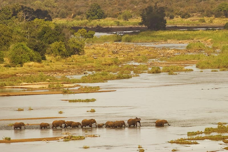 Nikon D3S sample photo. Epic africa, family of elephants crossing the oliphants river, kruger national park, south africa photography