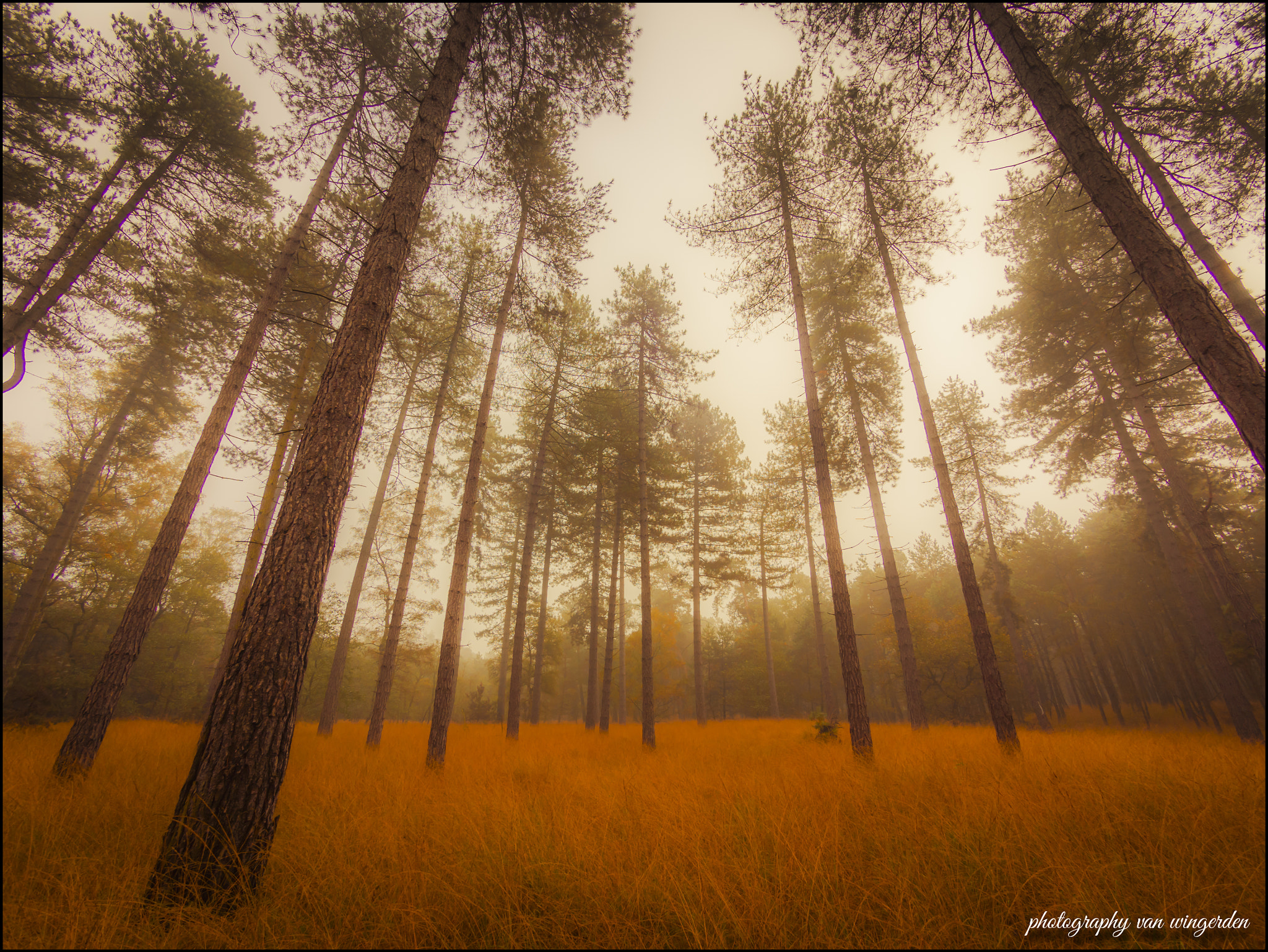 Olympus OM-D E-M10 II + Panasonic Lumix G Vario 7-14mm F4 ASPH sample photo. Misty forest photography