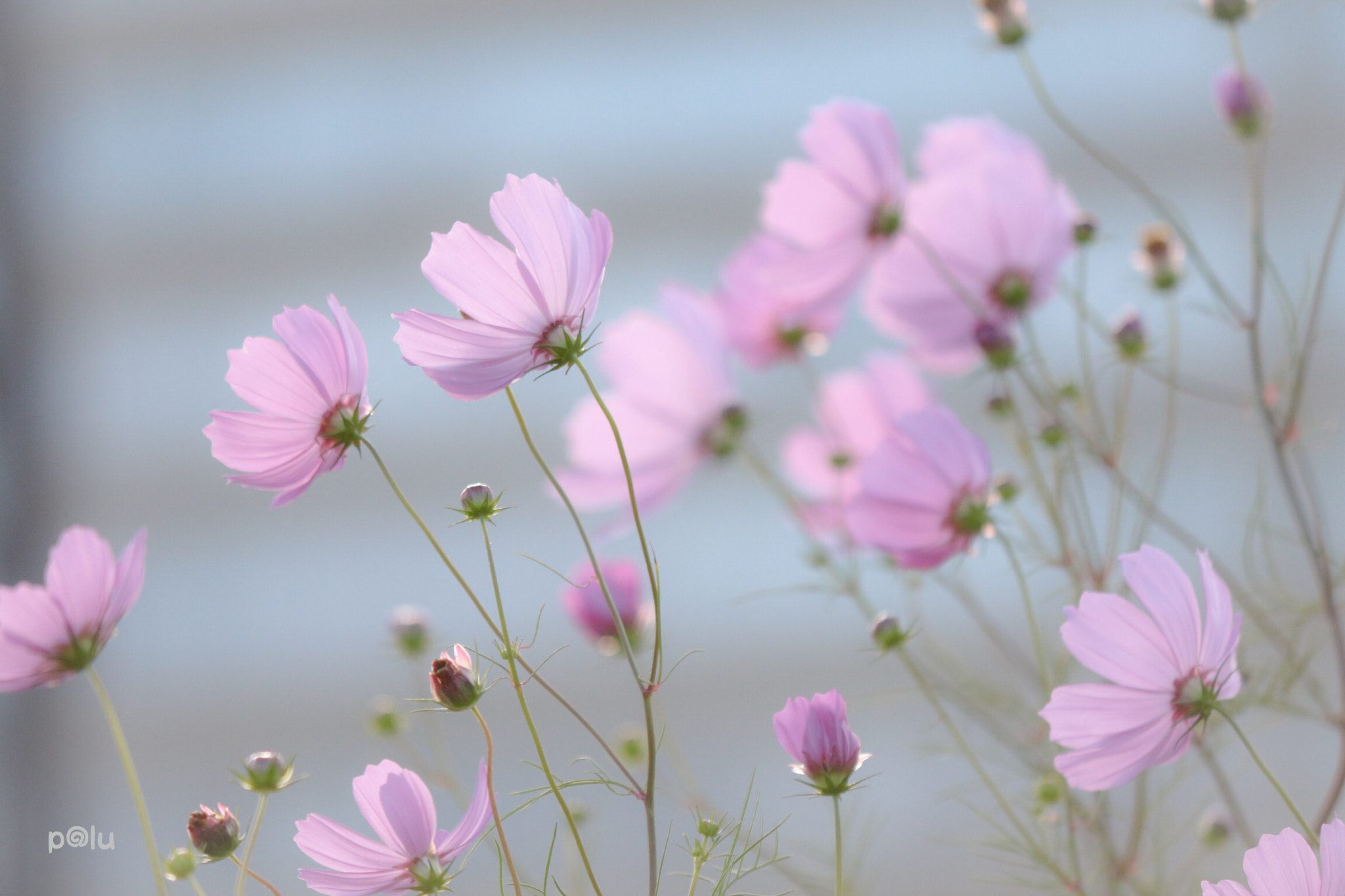 Canon EOS 700D (EOS Rebel T5i / EOS Kiss X7i) sample photo