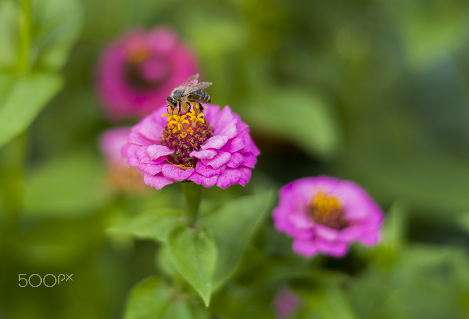 Pentax K-5 II + Pentax smc DA 50mm F1.8 sample photo. Tarp žiedų photography