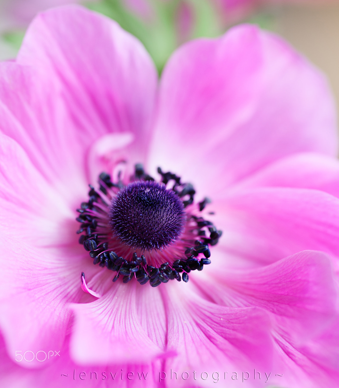 Sigma 105mm F2.8 EX DG Macro sample photo. :: photography