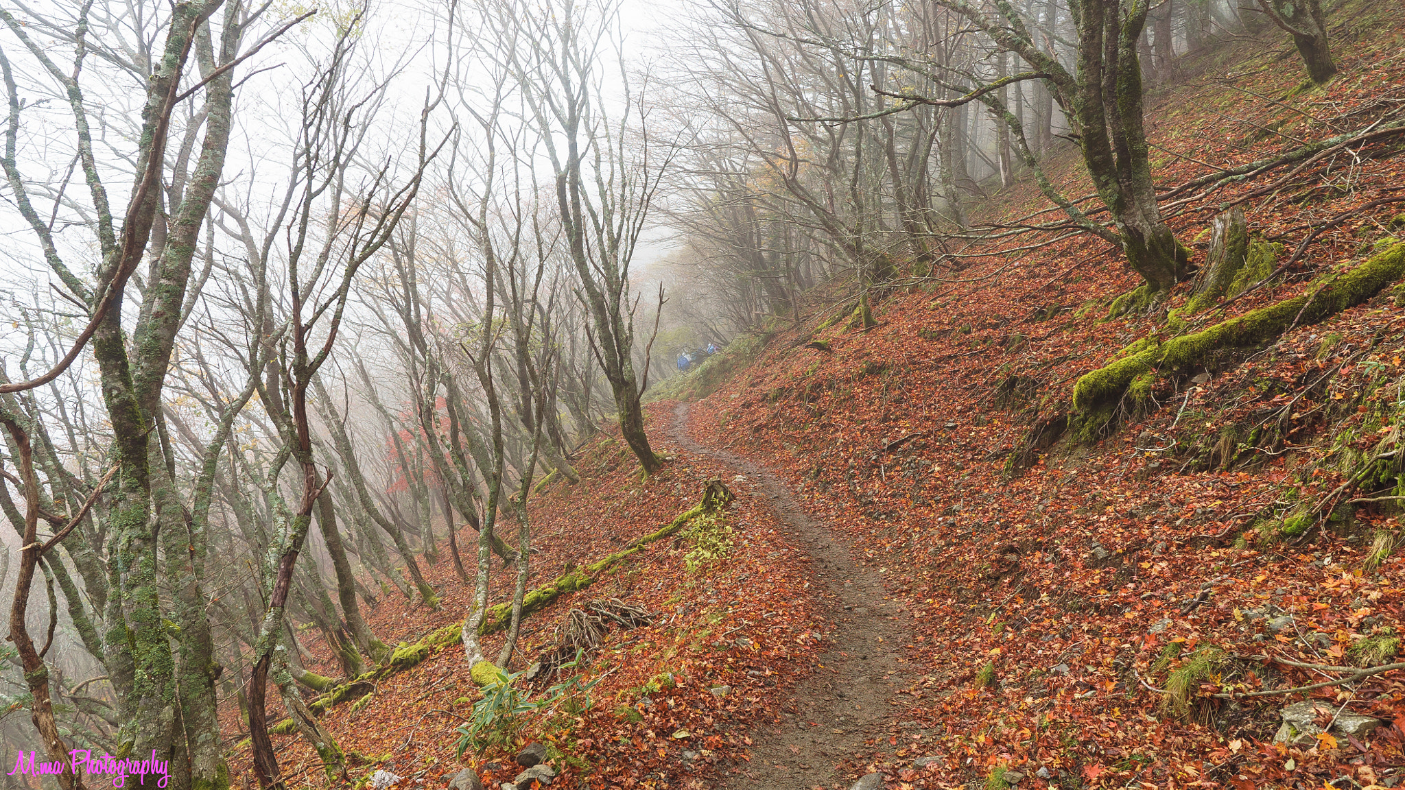 E 18mm F2.8 sample photo. Forest of red carpet photography