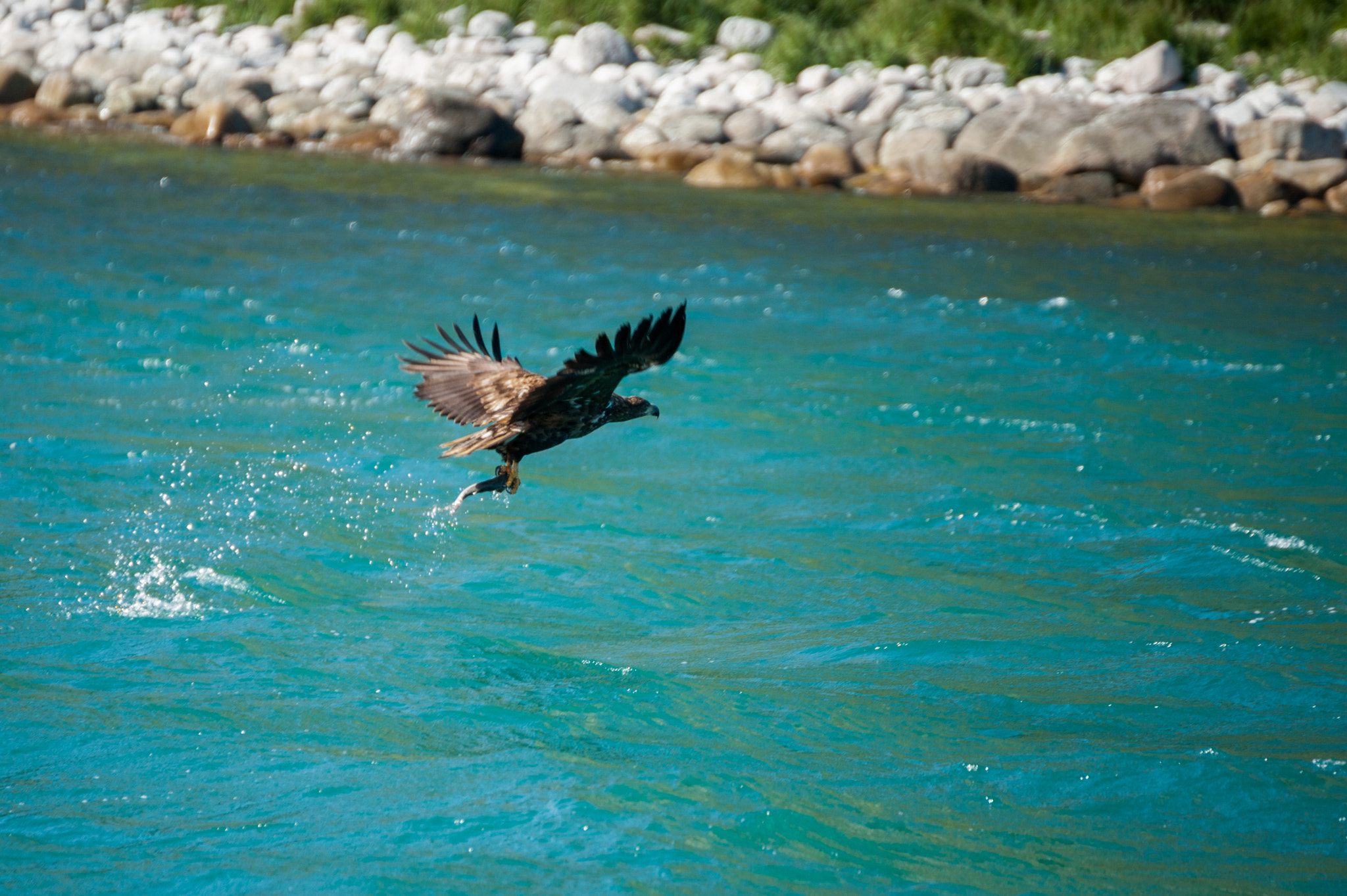 Nikon D3 sample photo. Magestic eagle from the northern norway photography