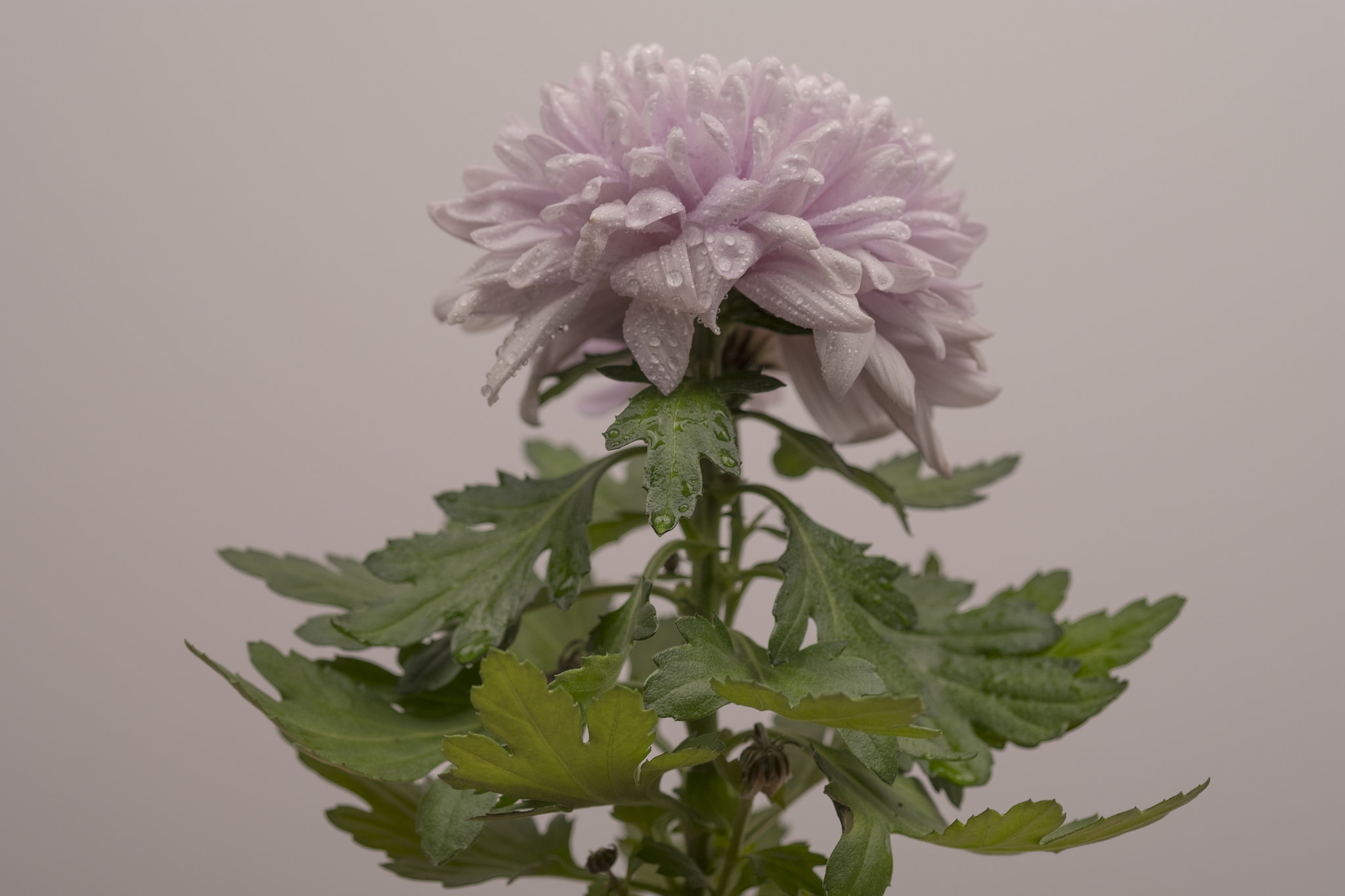 Fujifilm X-Pro2 + Fujifilm XF 60mm F2.4 R Macro sample photo
