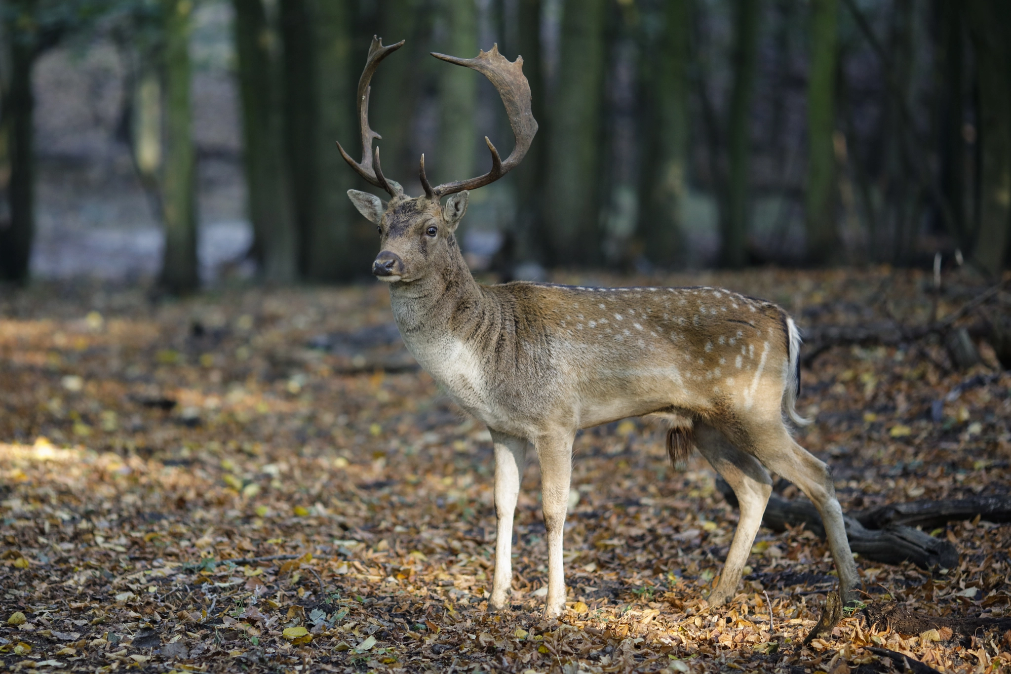 Canon EOS 5DS R + Canon EF 135mm F2L USM sample photo. Buck  deer photography