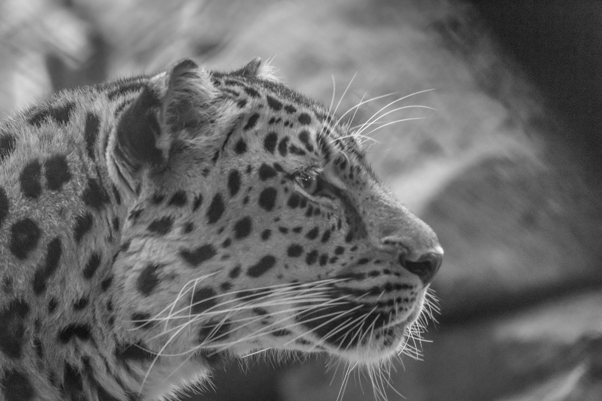 Sigma 150-500mm F5-6.3 DG OS HSM sample photo. Amurpanther taken at blijdorp zoo rotterdam photography