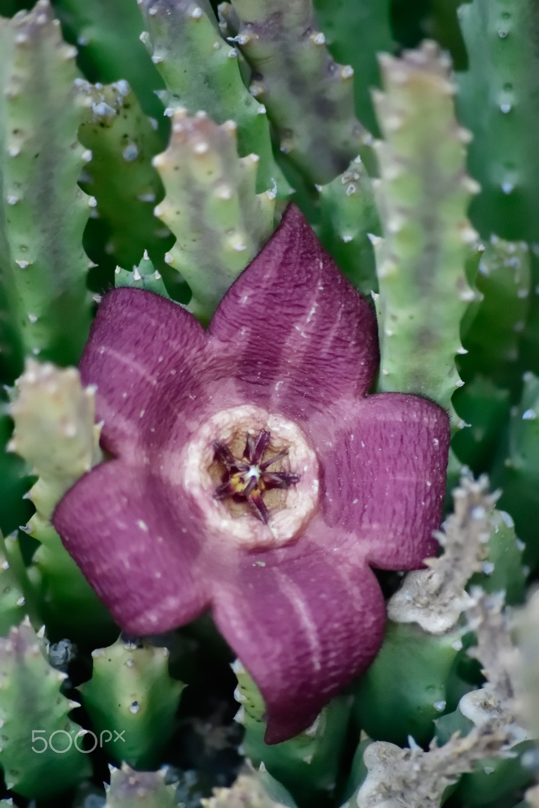 Sigma 70-300mm F4-5.6 APO Macro Super II sample photo. Stapelia cactus - looks almost unreal photography