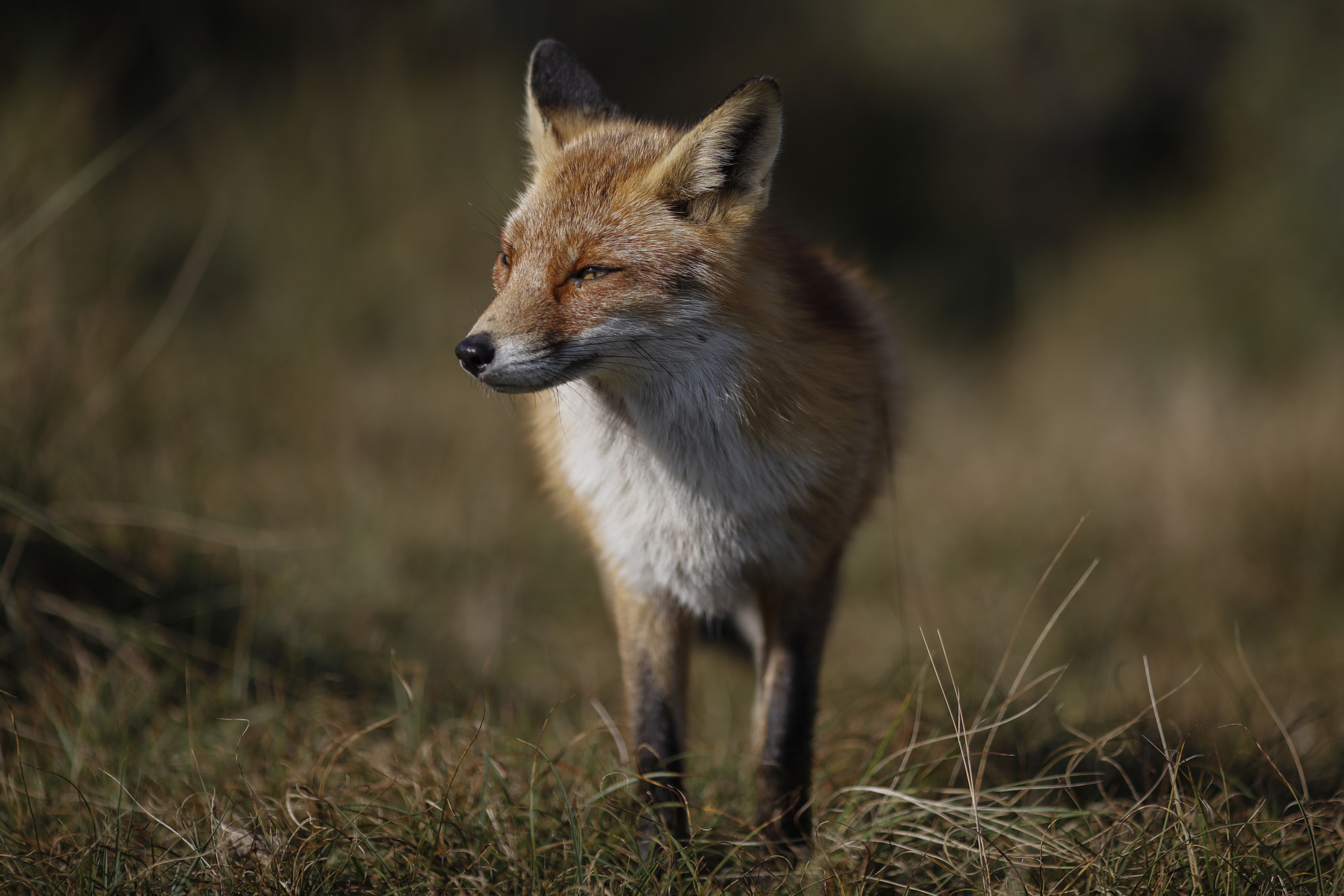 Canon EOS 5DS R + Canon EF 135mm F2L USM sample photo. Red fox photography