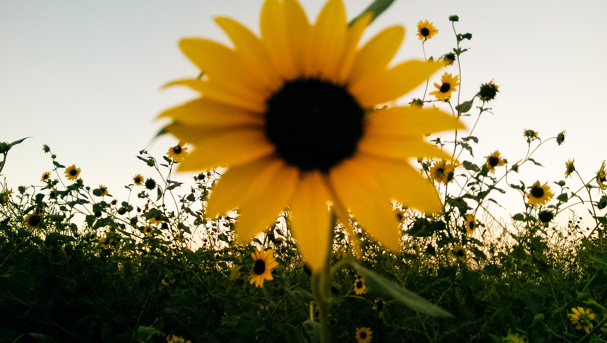 HTC ONE sample photo. Soft photography