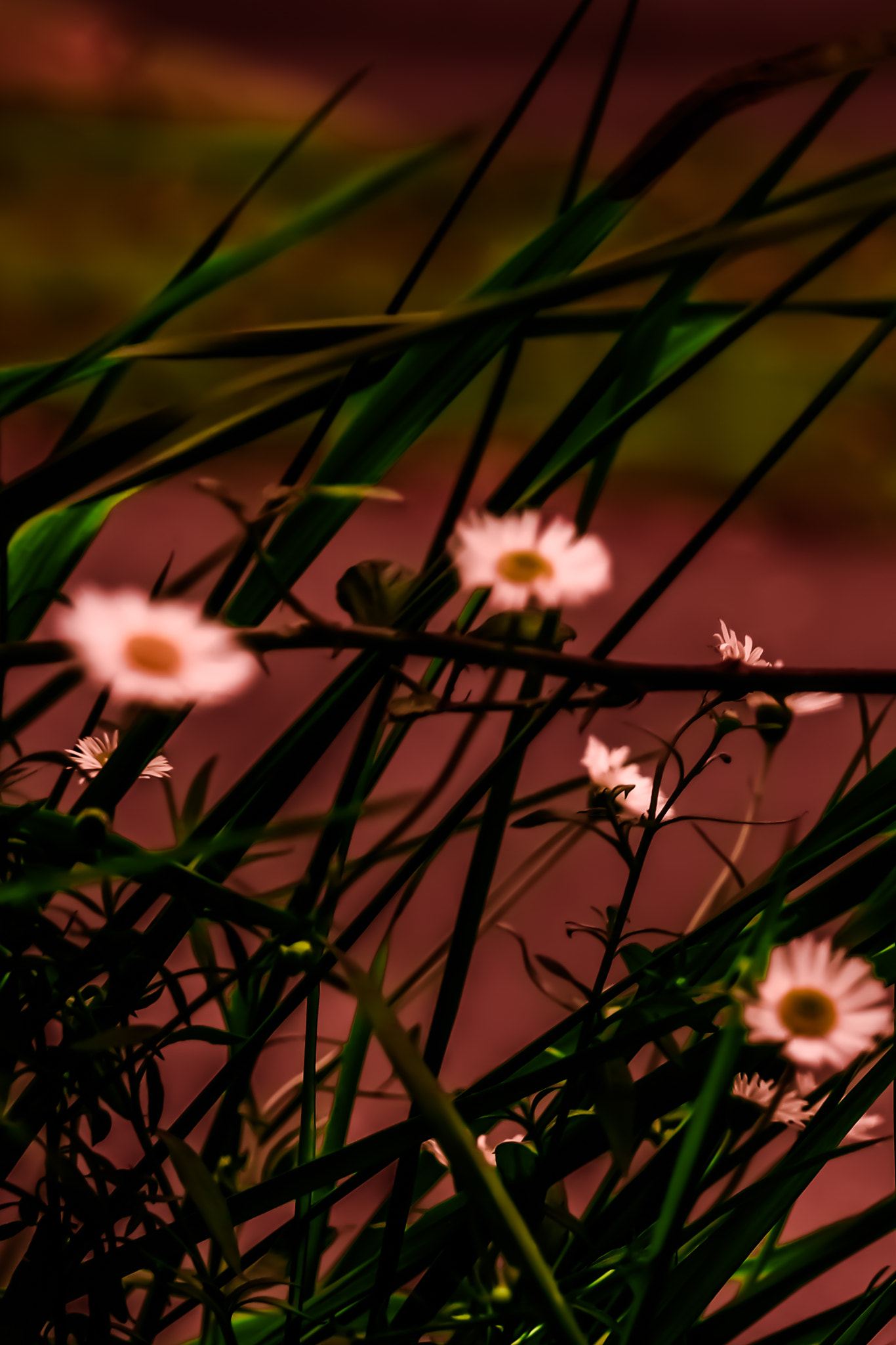 Samsung NX500 + Samsung NX 16-50mm F3.5-5.6 Power Zoom ED OIS sample photo. Wind among flowers photography