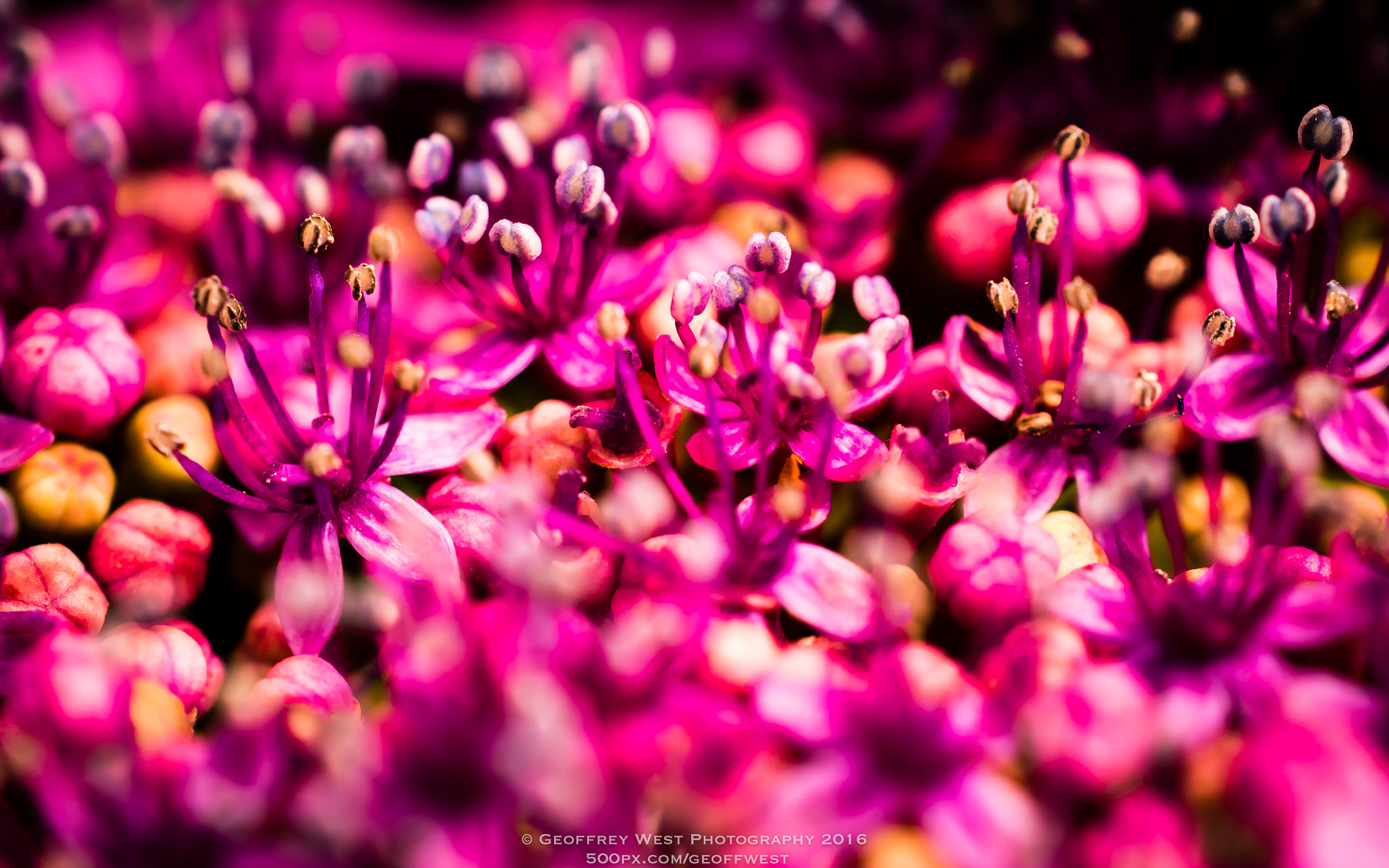 Nikon AF-S DX Micro Nikkor 40mm F2.8 sample photo. Reach for the stars and your dreams will come true photography