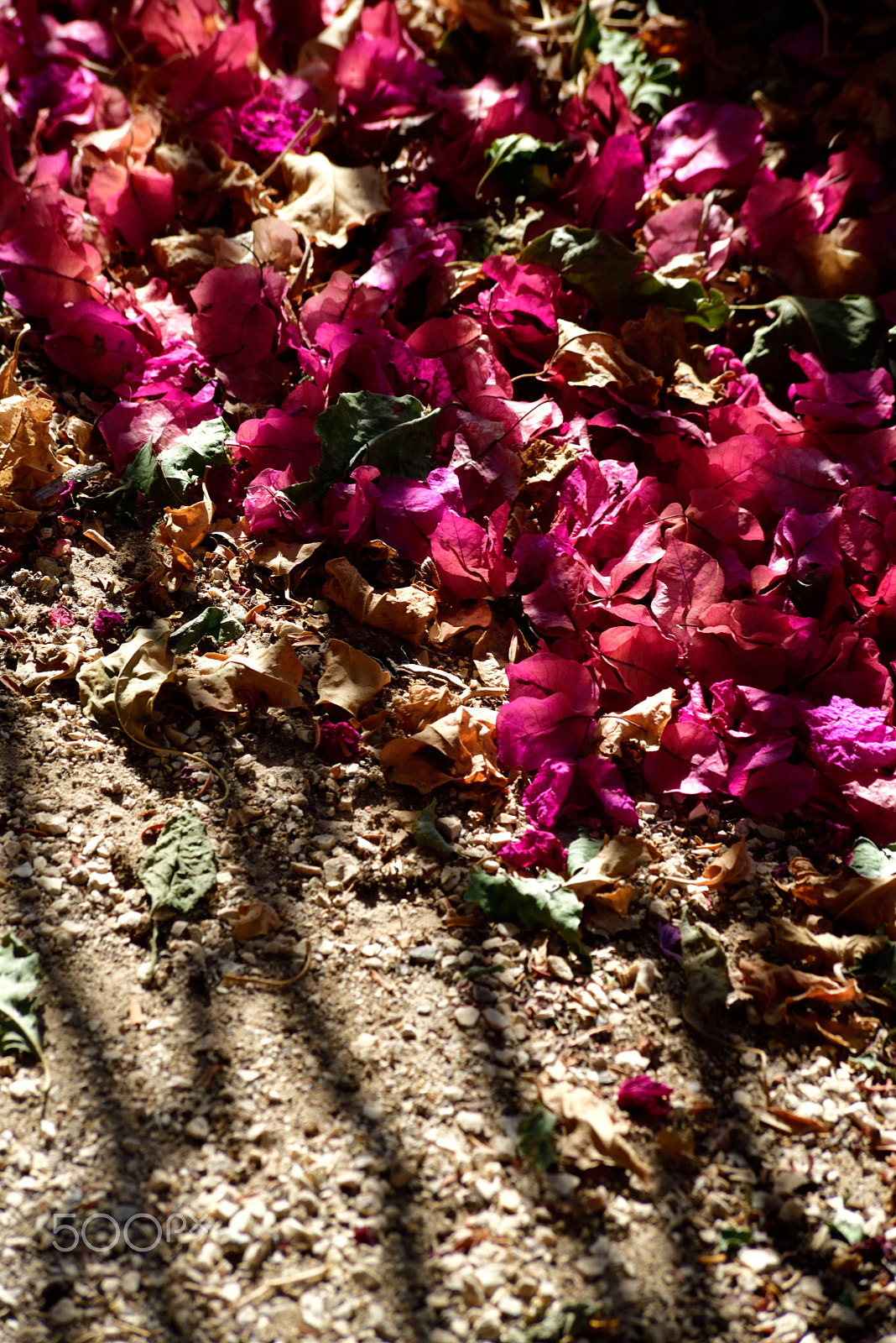 Sigma 70-300mm F4-5.6 APO Macro Super II sample photo. Dead leaves in our driveway photography