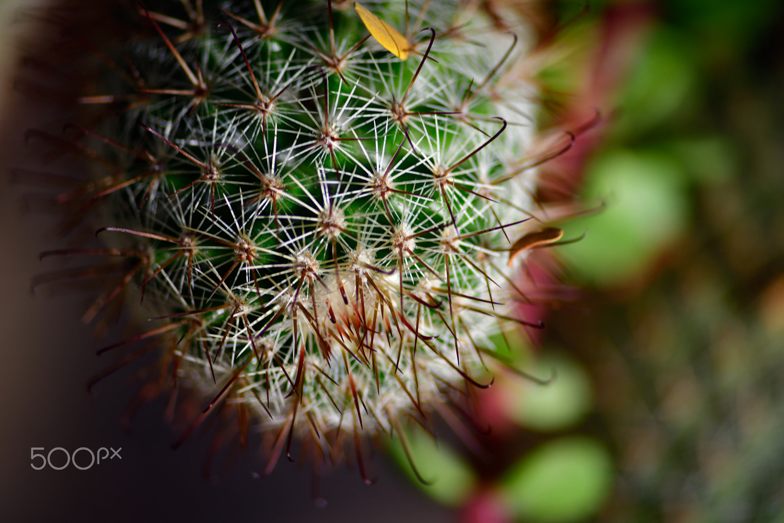 Sigma 70-300mm F4-5.6 APO Macro Super II sample photo. Cactus macro photography