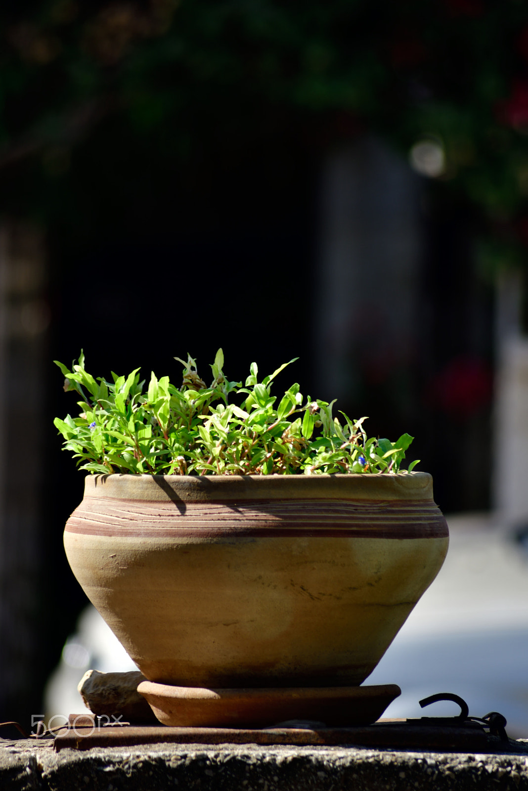 Sigma 70-300mm F4-5.6 APO Macro Super II sample photo. Calming flower pot photography