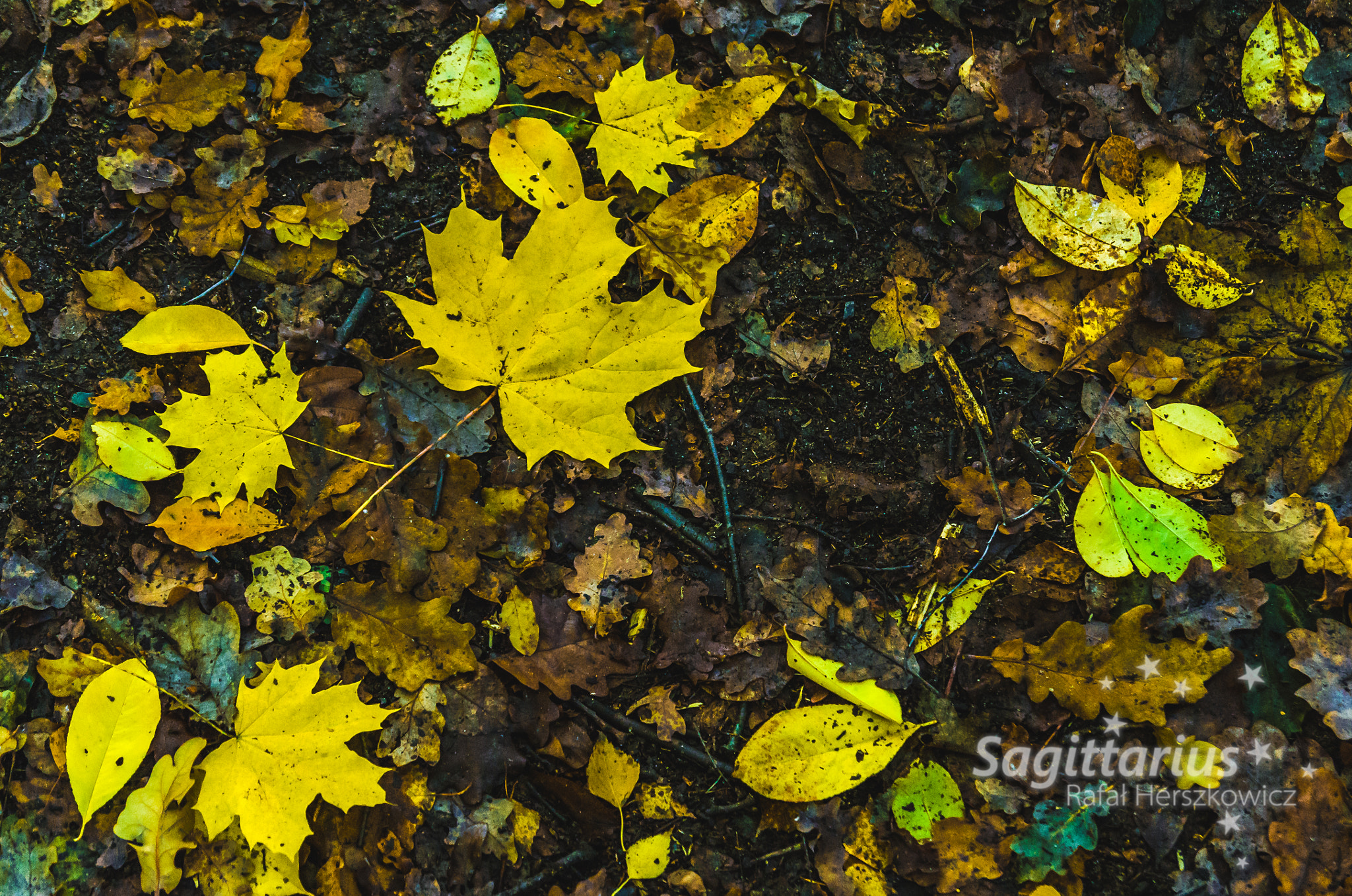 Pentax K-30 sample photo. Autumn carpet photography