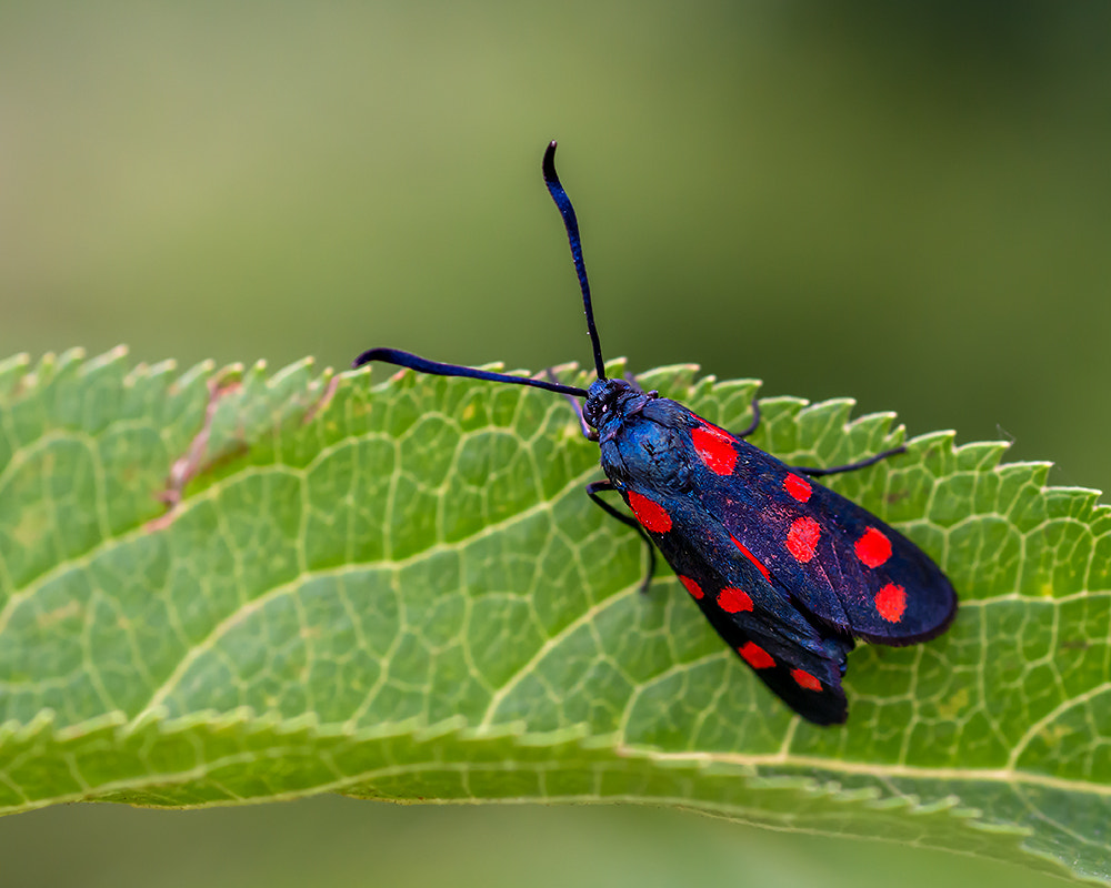 Nikon AF Micro-Nikkor 60mm F2.8D sample photo. Zygaena filipendulae photography