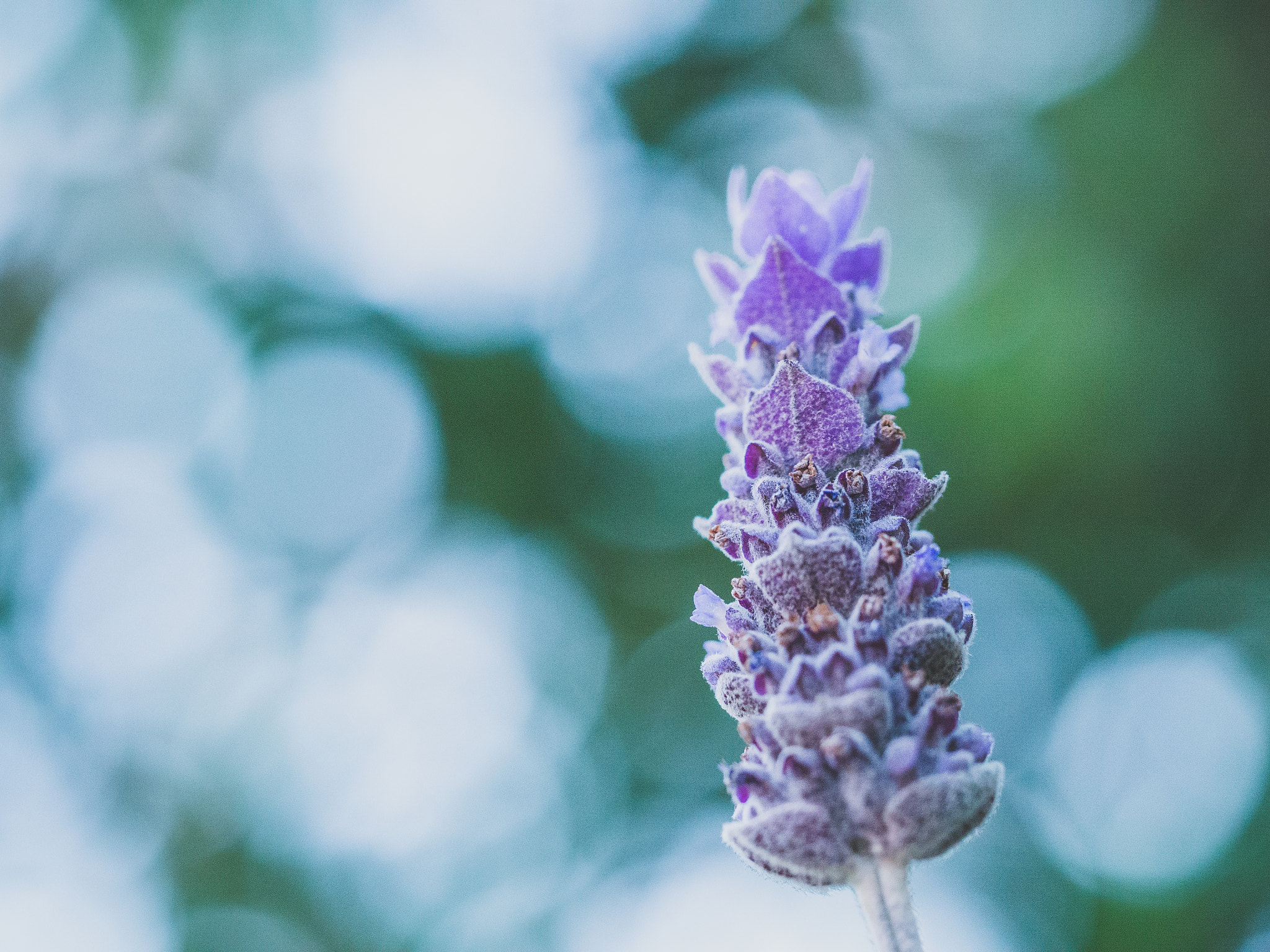 Olympus M.Zuiko Digital ED 60mm F2.8 Macro sample photo. Lavender petals photography