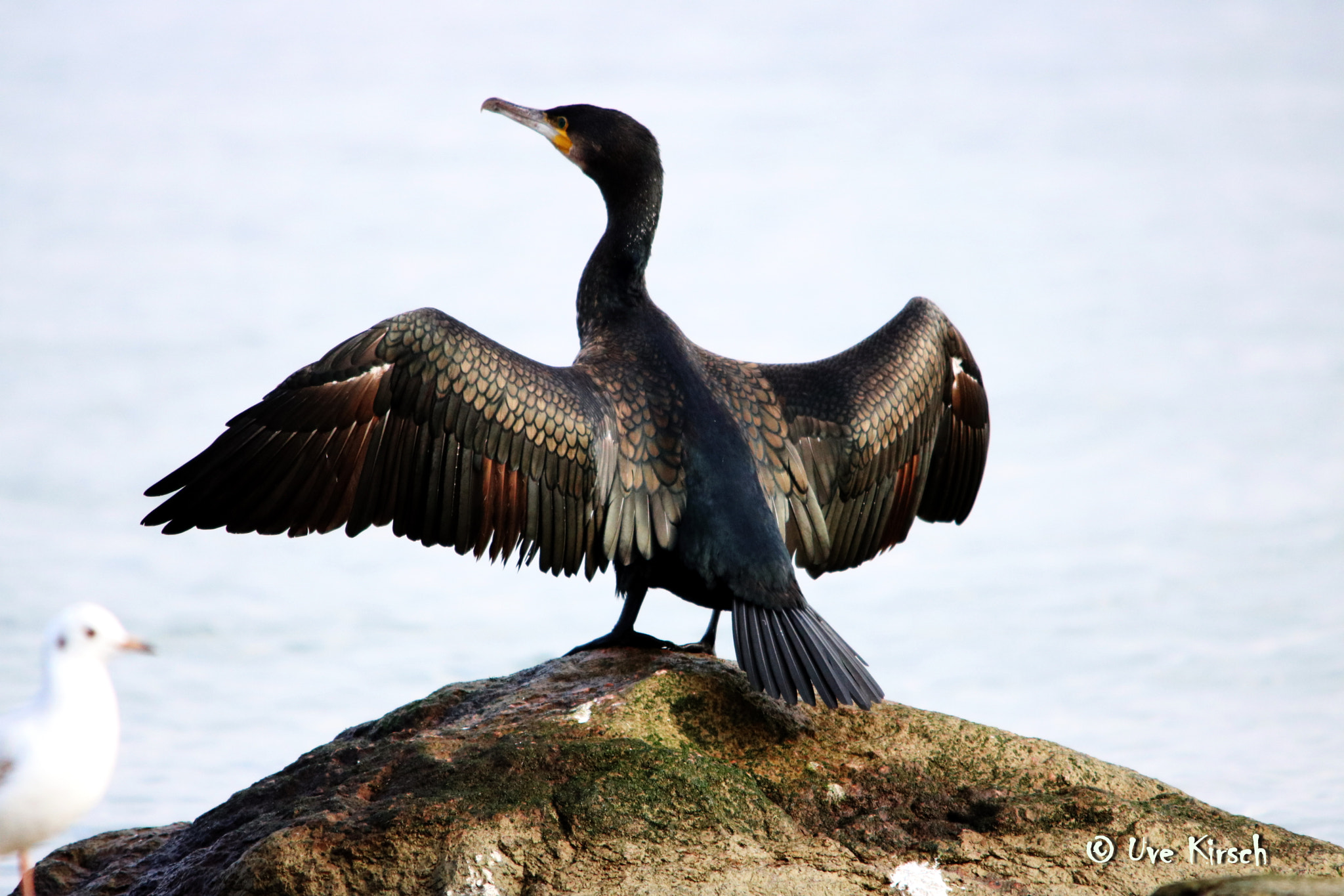 Sigma 150-500mm F5-6.3 DG OS HSM sample photo. Cormorant enjoying the autumn sun photography