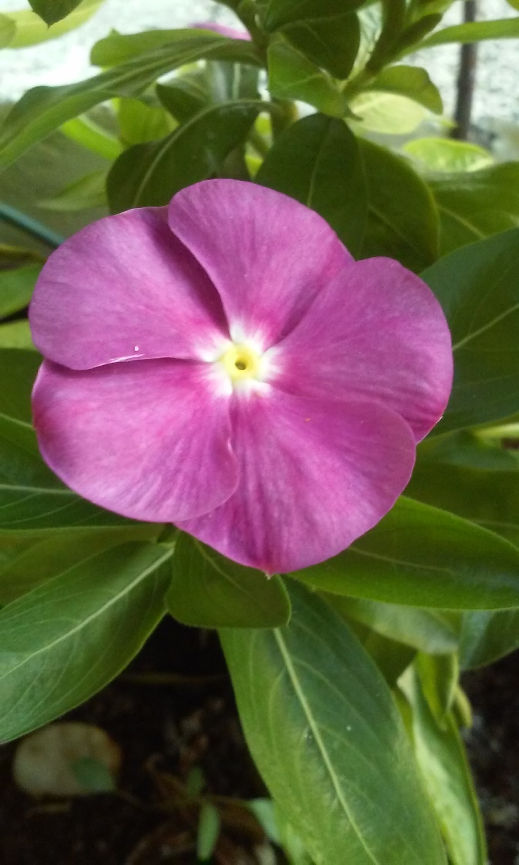 LG L70 sample photo